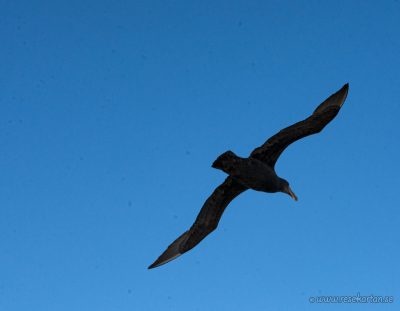 A bird in Puerto Madryn
