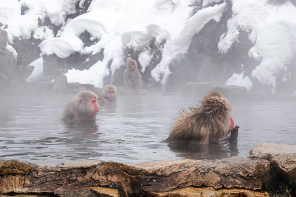 Jigokudani-Yaen-Koen