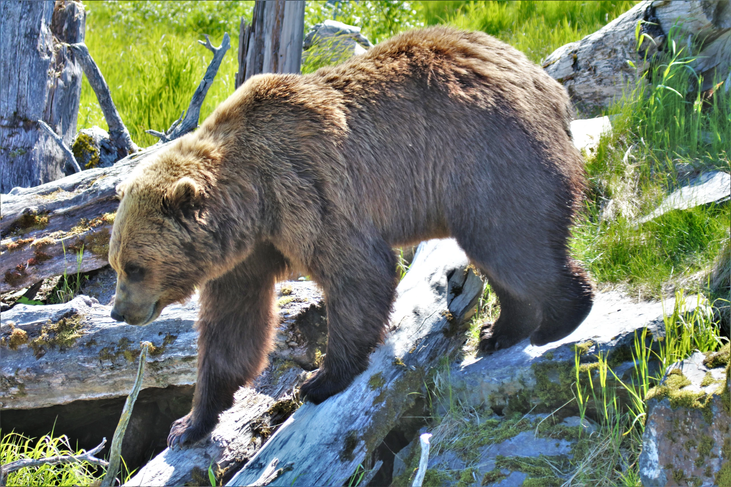 Alaska Wildlife Conservation Center