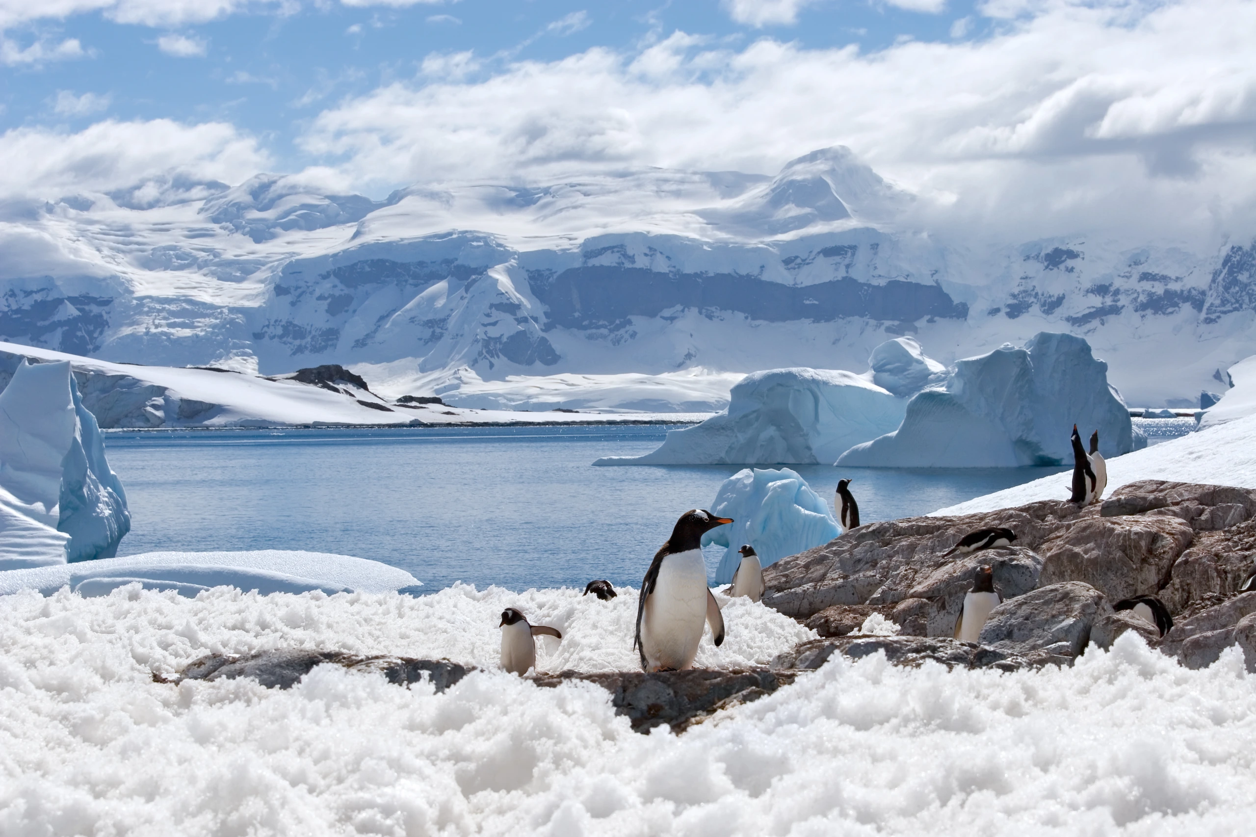 Penguinernas hem i Antarktis