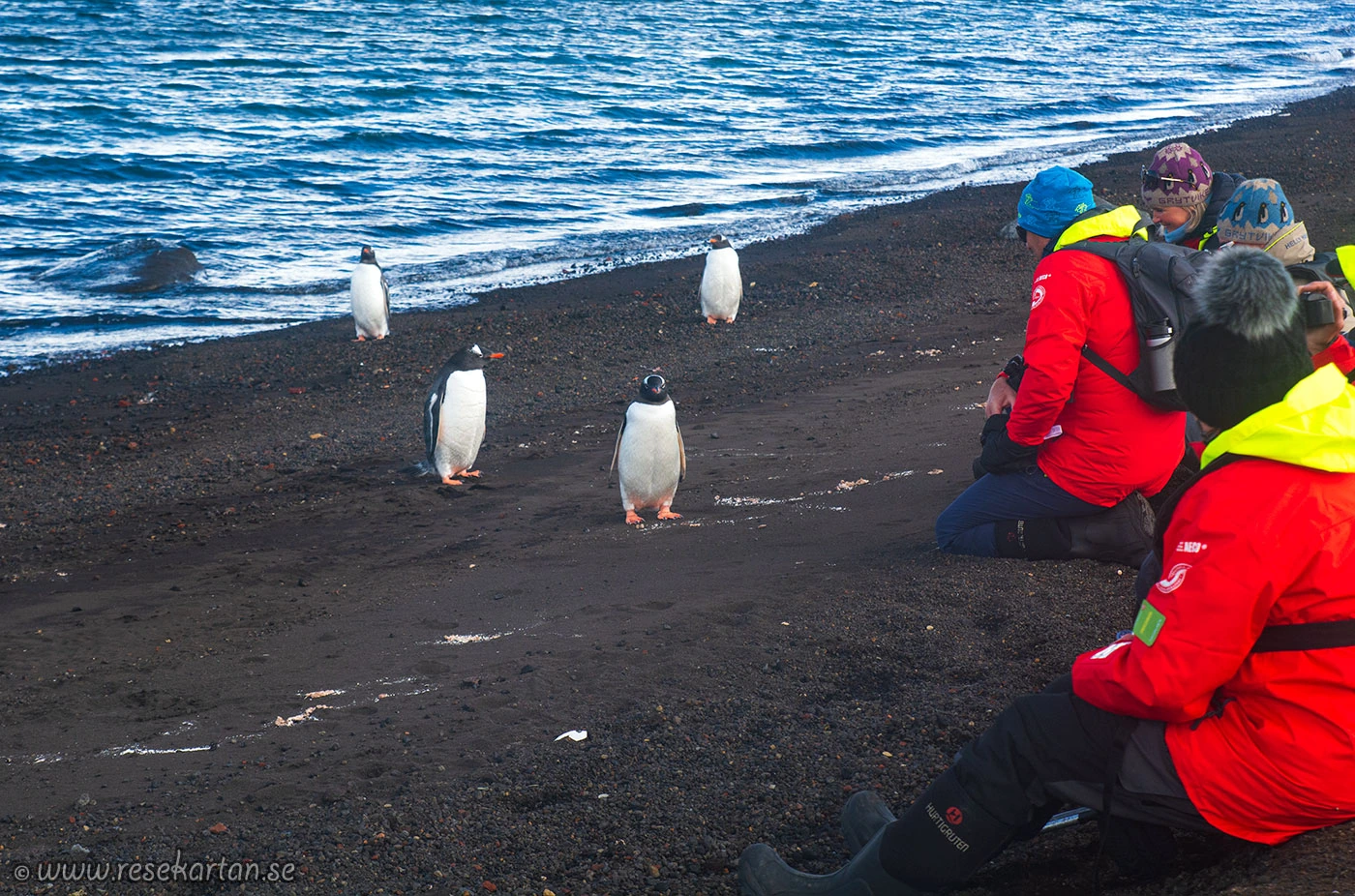 Pingviner vid Whalers Bay, Antarktis