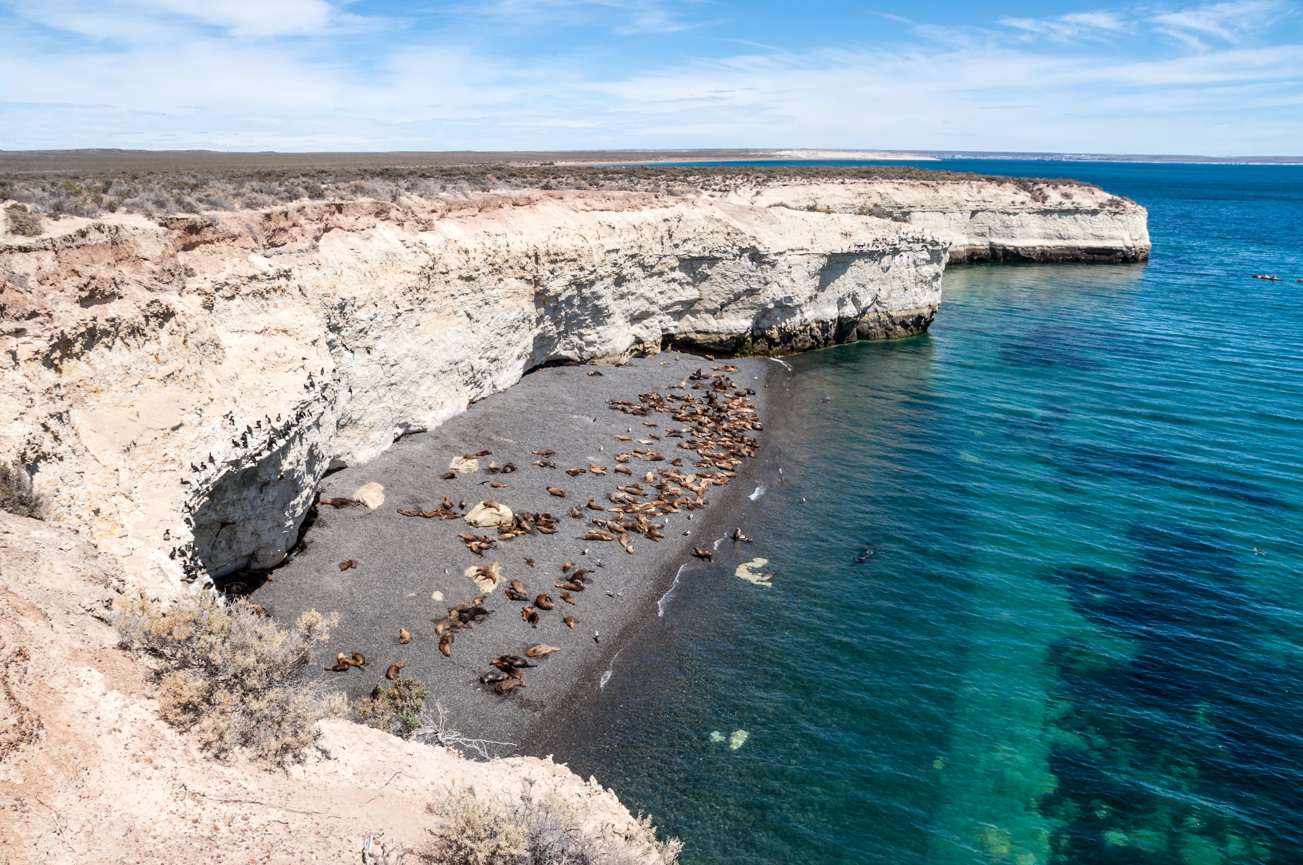 Sjölejonkoloni på strand i Argentina