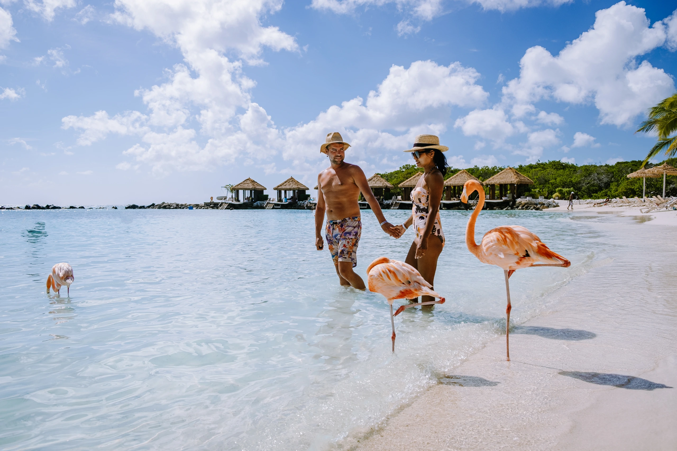 Strand med rosa flamingos i Aruba