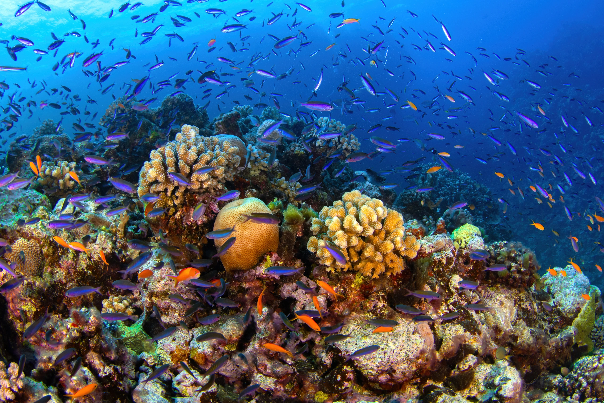 Korallrev med tropiska fiskar vid Great Barrier Reef, Australien