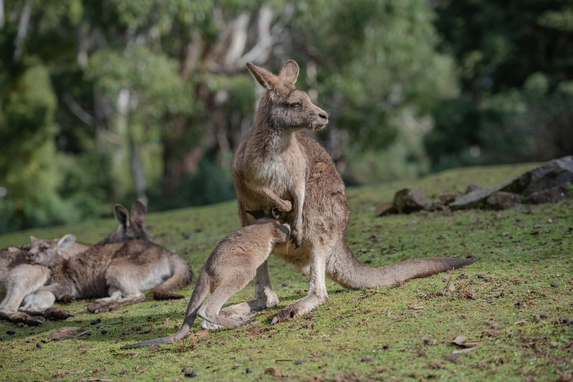 Känguruunge i Australien