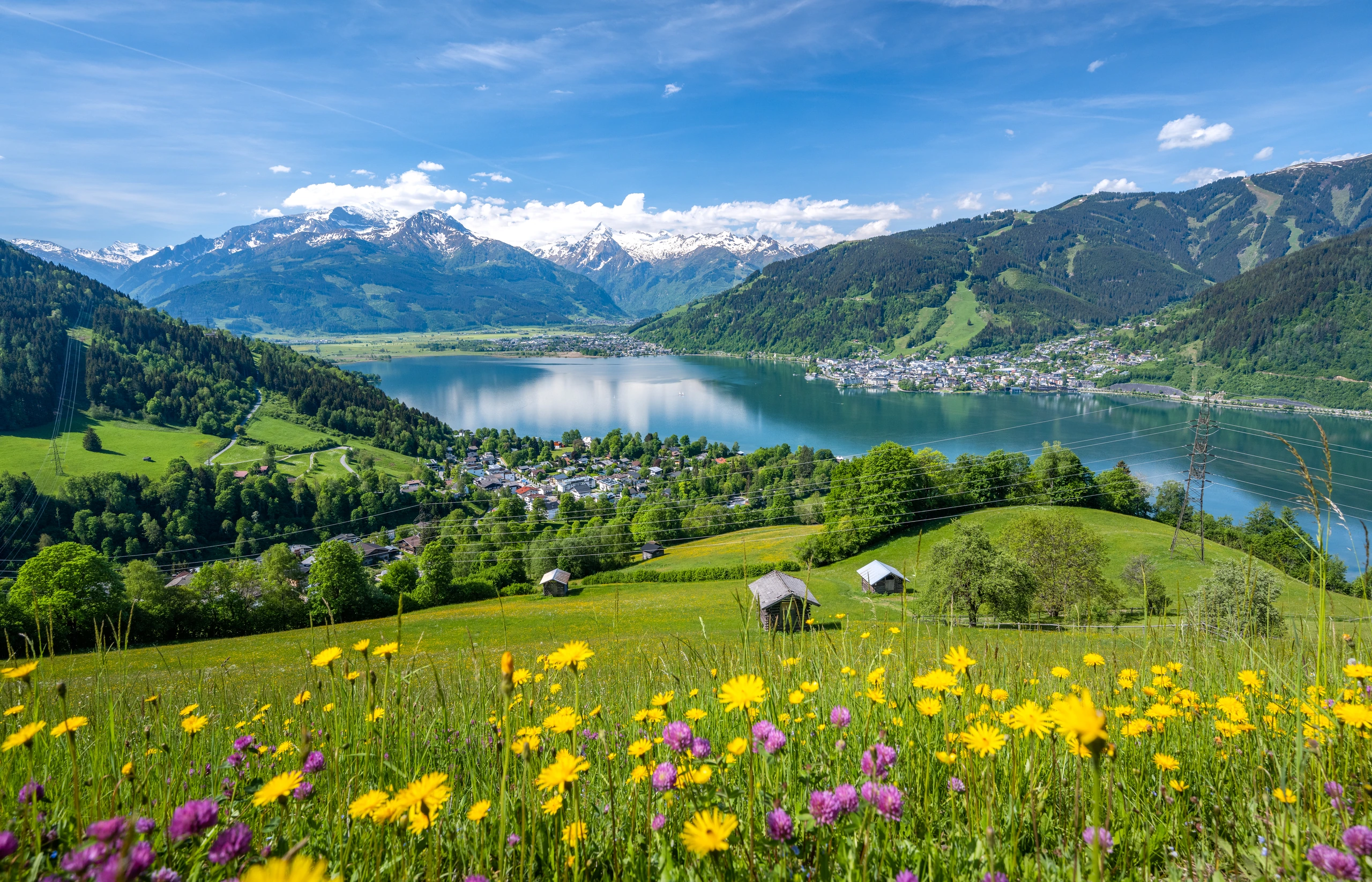 Blomsteräng vid Zell am See, Österrike
