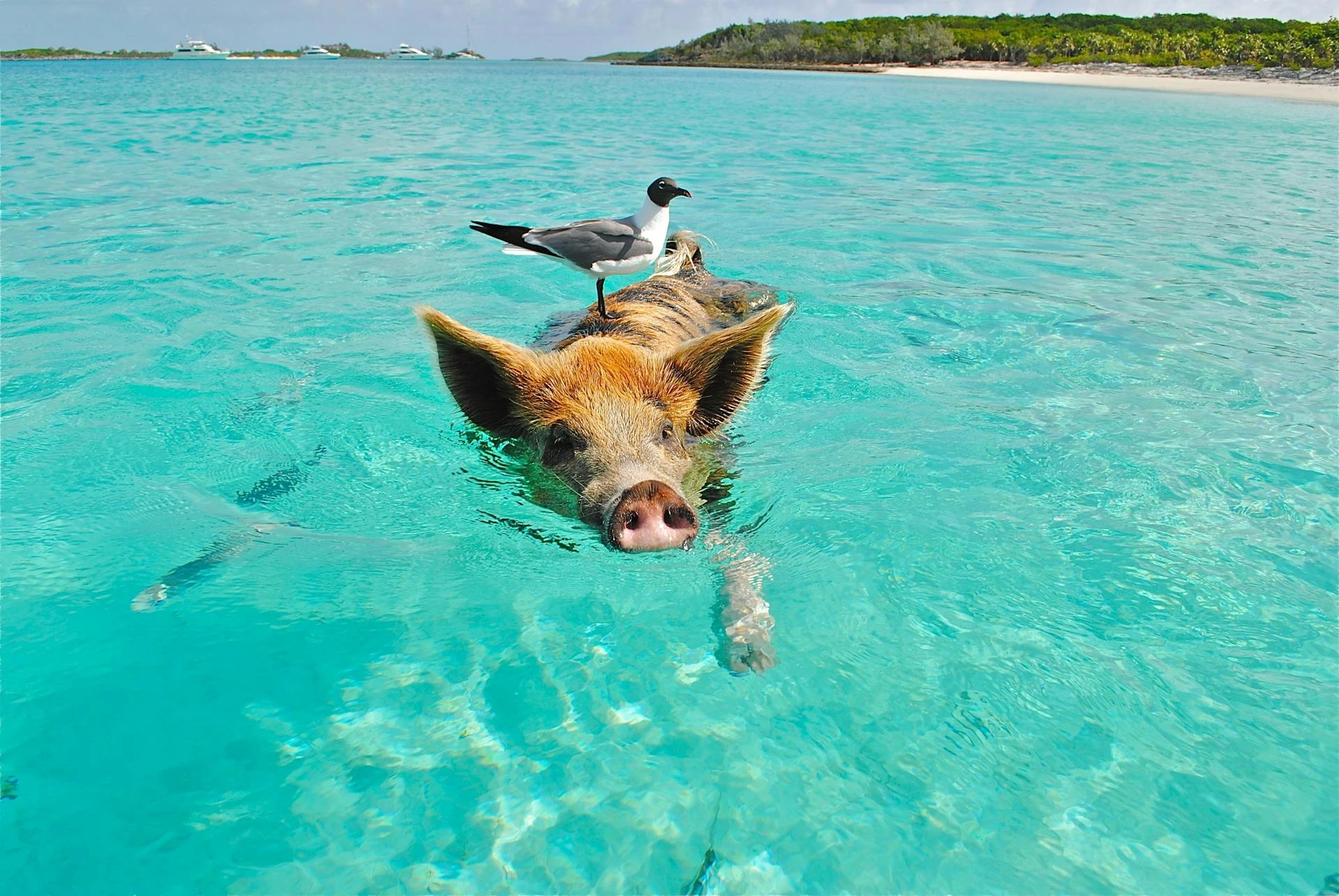 Fågel och gris på stranden i Bahamas
