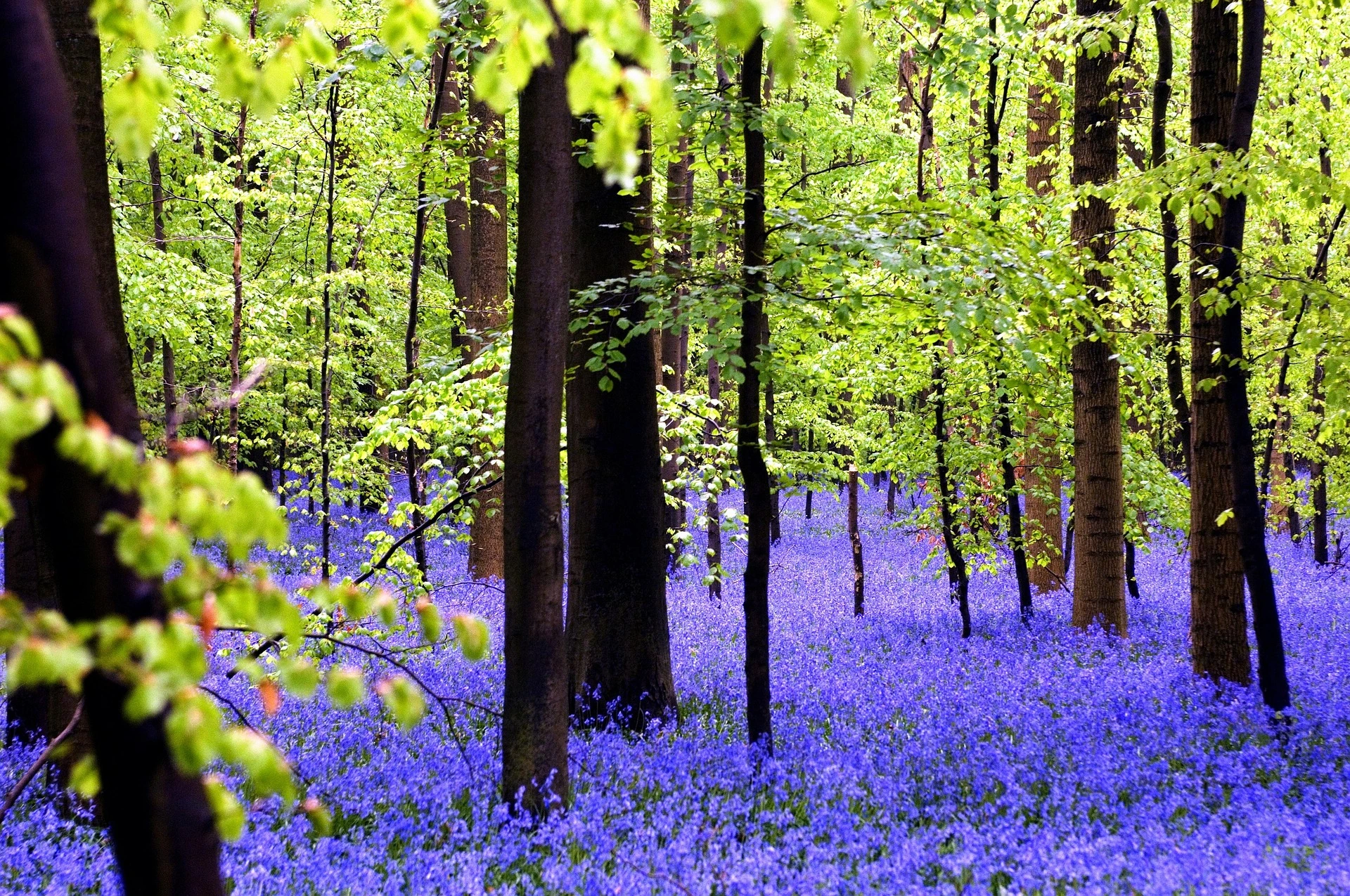 Hallerbos, blåa blommor i skogen, Belgien