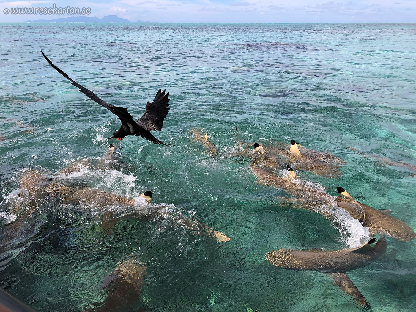 bora bora bird is also hungry