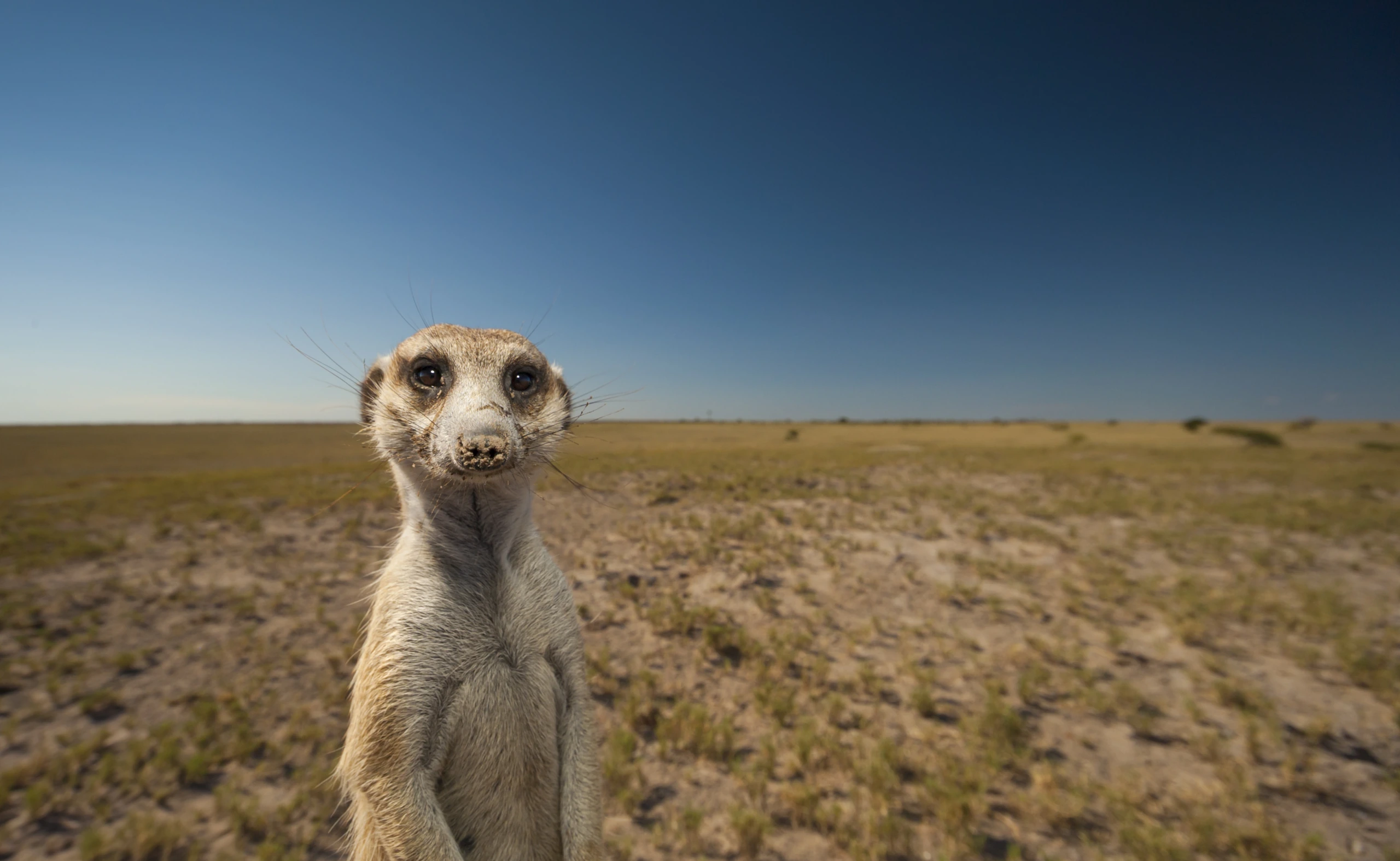 Surikat vid Makgadikgadi Pans, Botswana