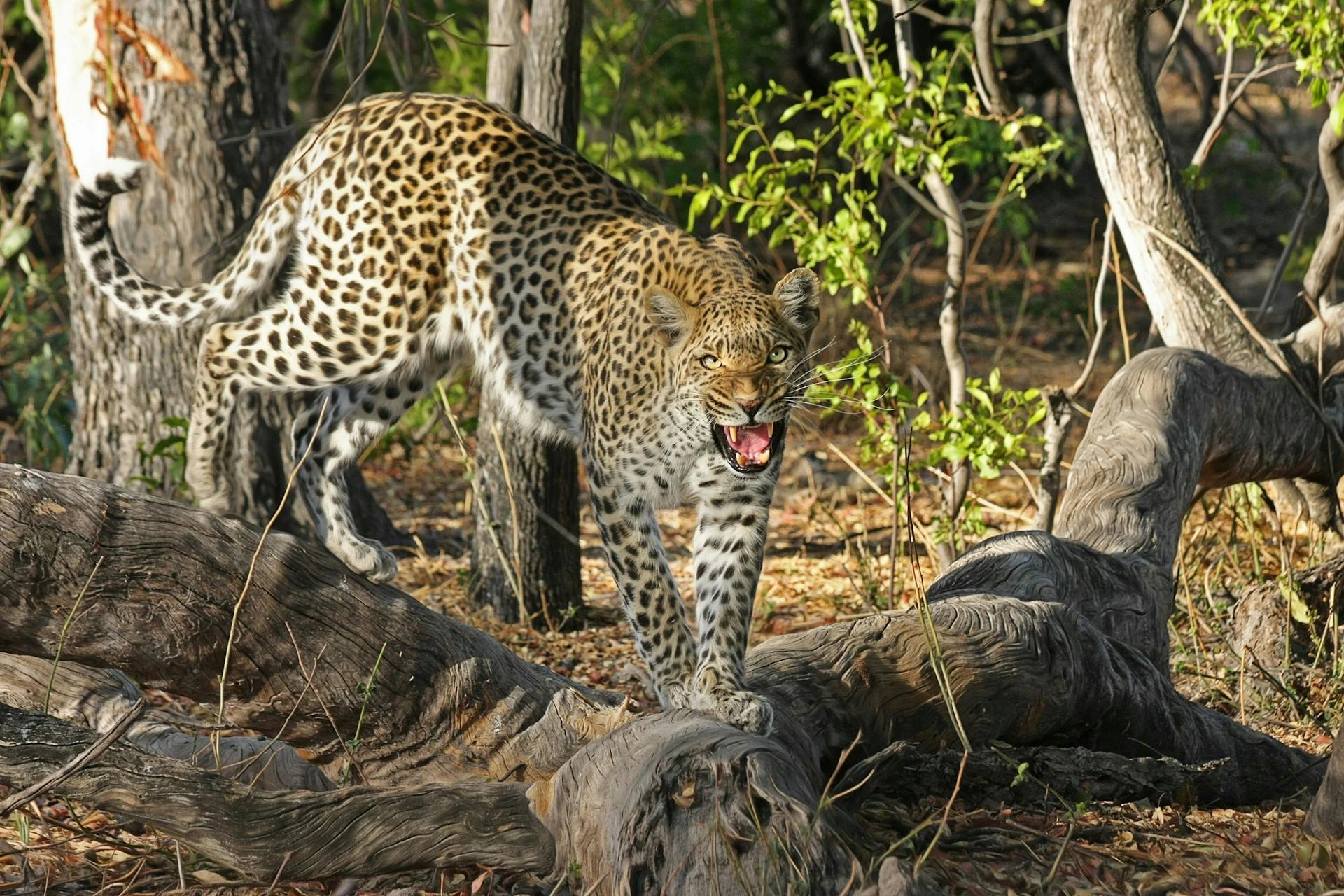 Leopard på trädrotter i Botswana