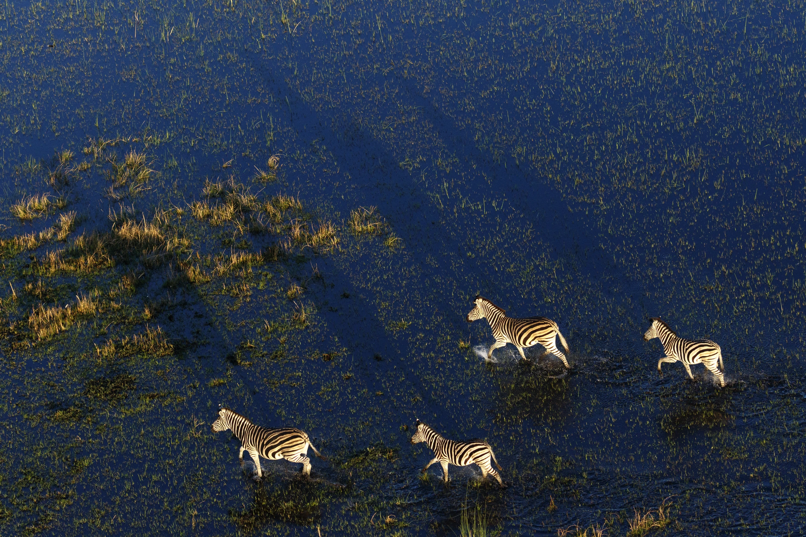 Zebror i Okavangodeltat, Botswana