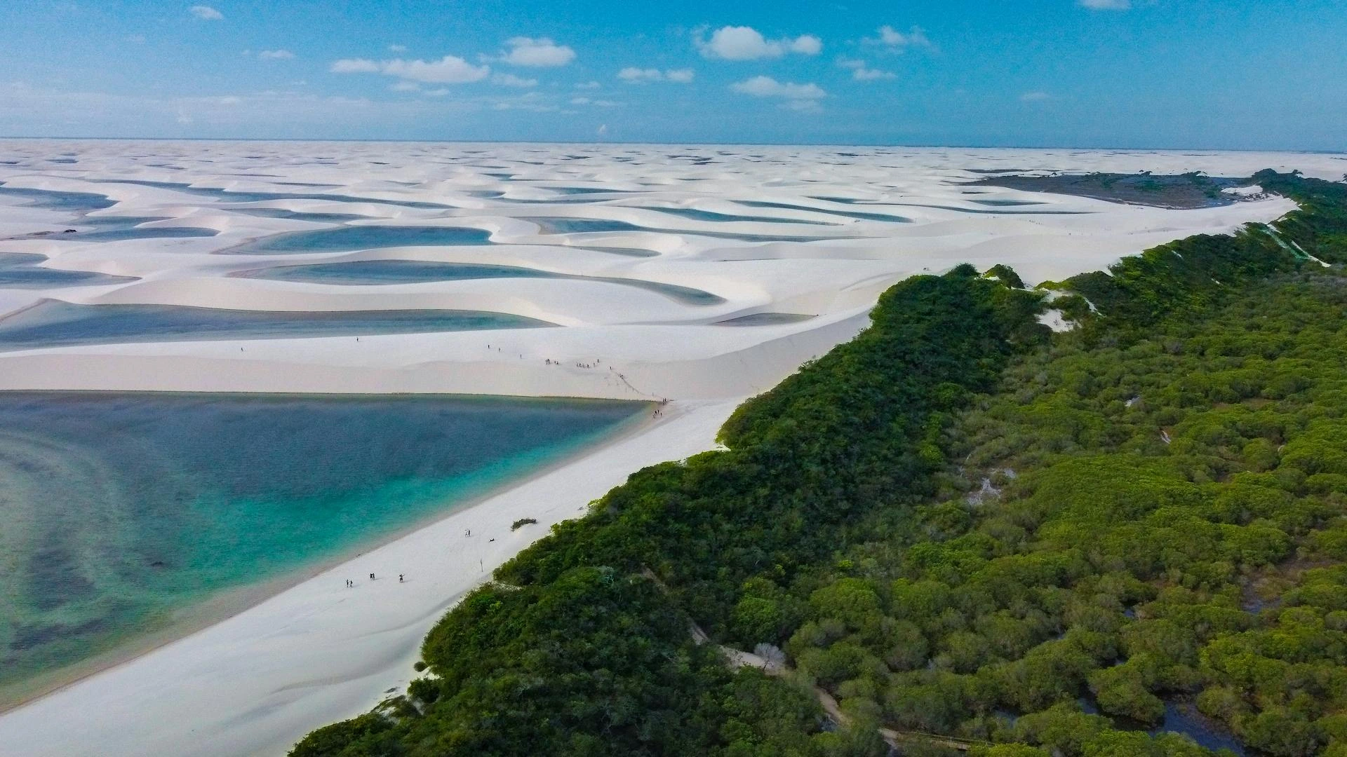 Skog vid strandkusten i Brasilien