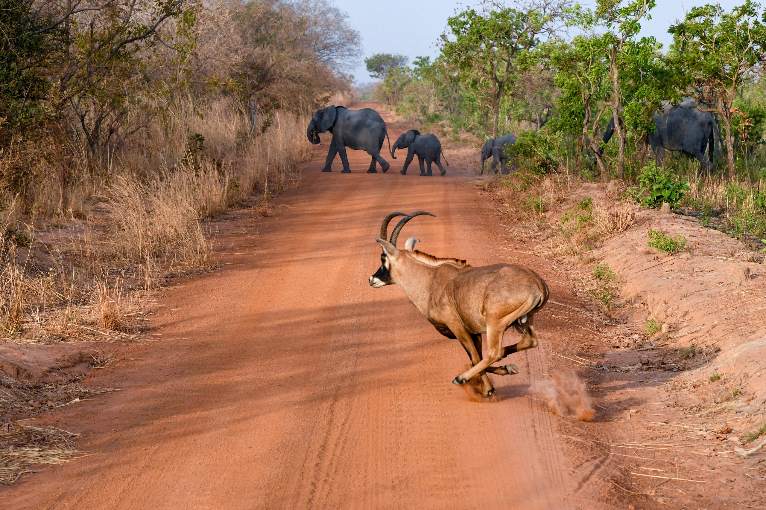 Grants gasell och elefant i Nazinga nationalpark, Burkina Faso