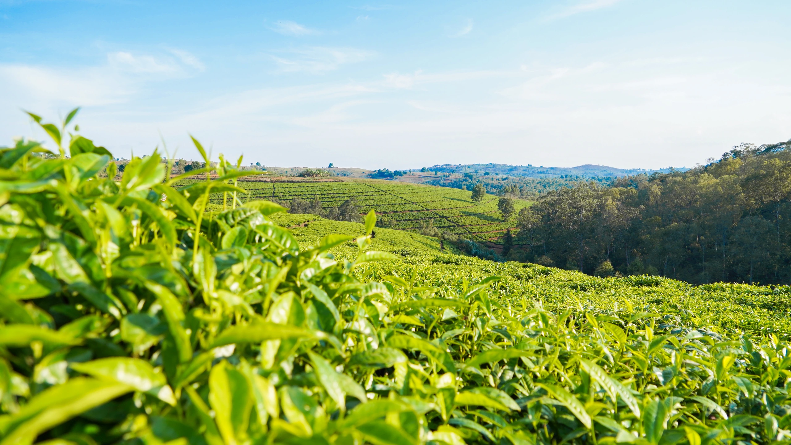 Teplantage i Mugamba, Burundi