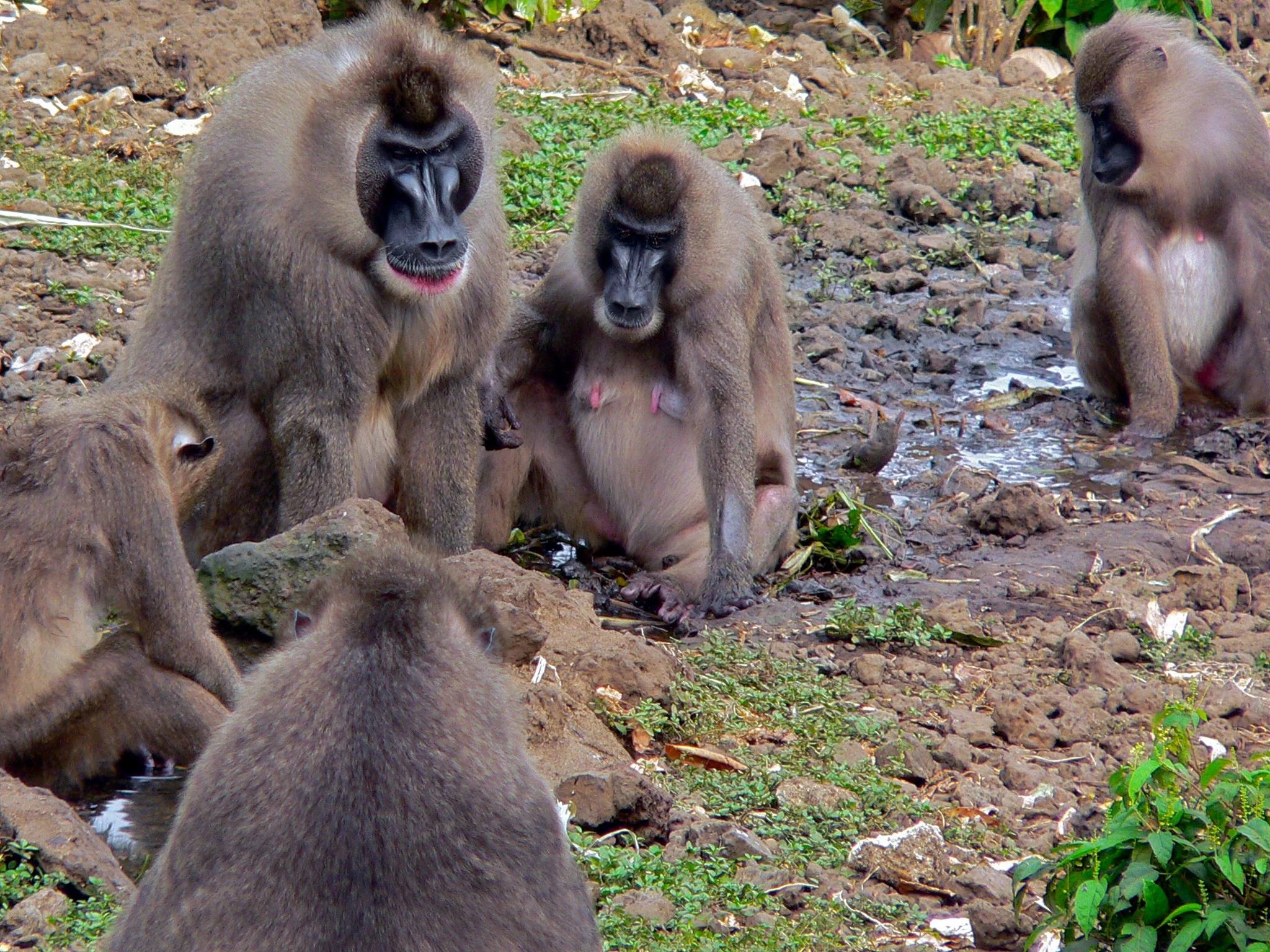 Drills i Kamerun