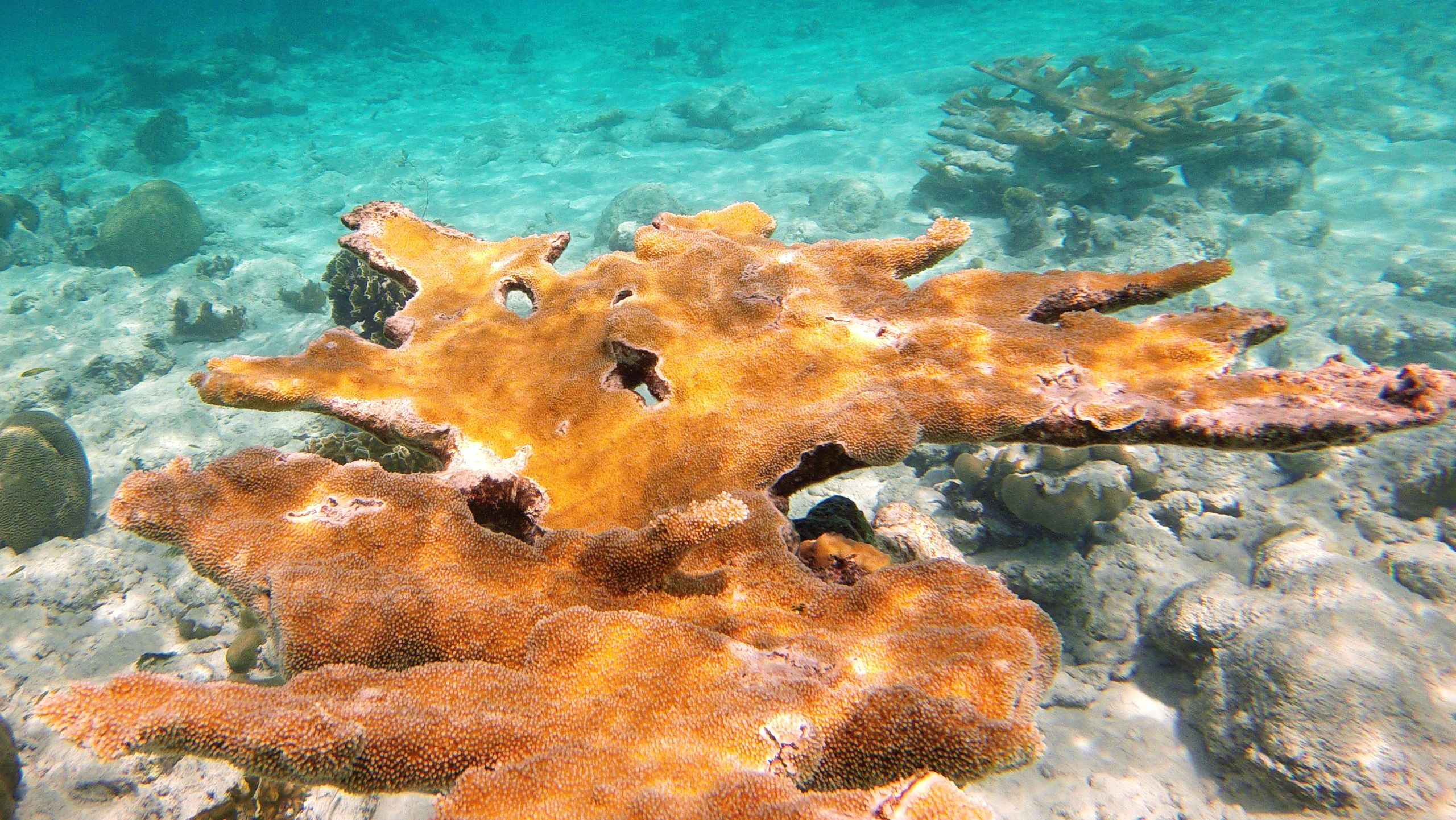 Snorkling på Bachelor Beach, Bonaire, Bonaire, Sint Eustatius och Saba