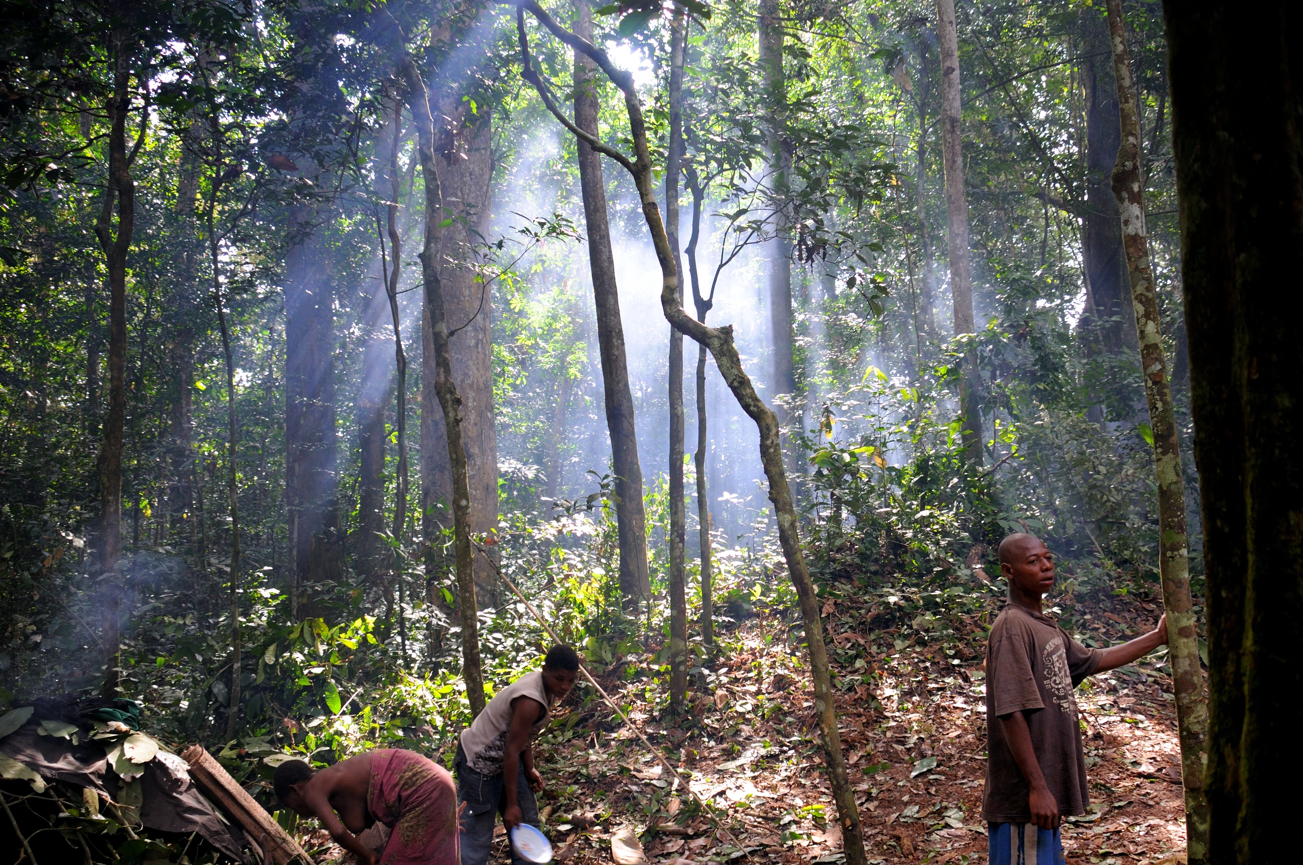 Läger i Dzanga-Sangha speciella reservat, Centralafrikanska republiken