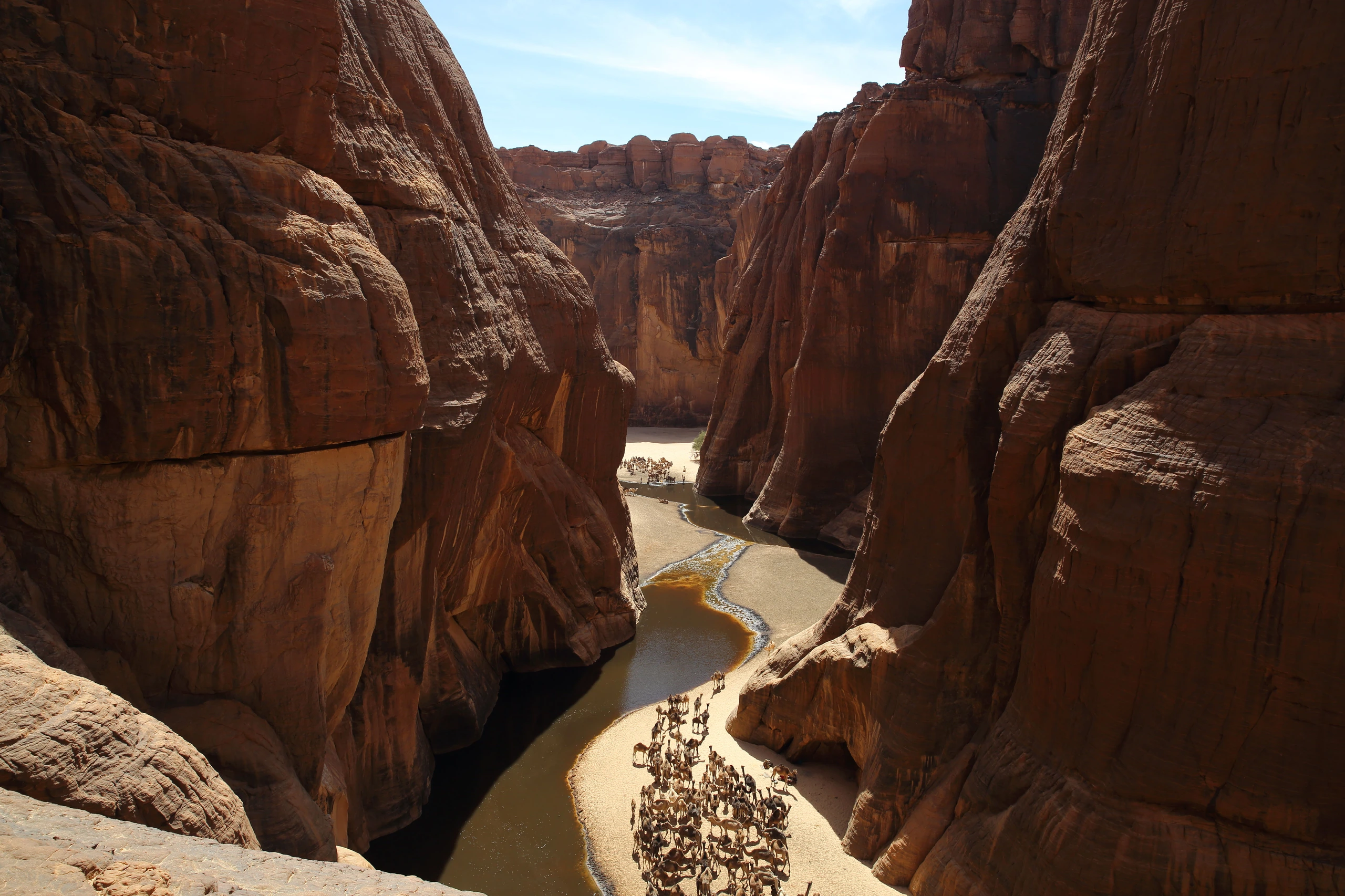 Guelta Archei med kameler, Tchad