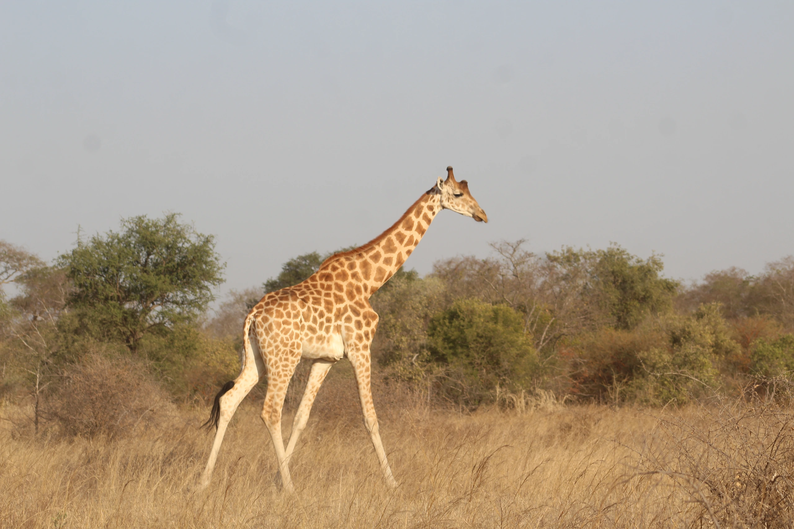 Giraff i Zakouma nationalpark, Tchad