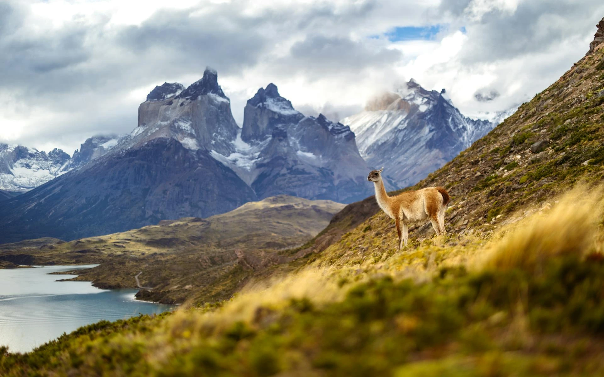 Guanaco i Anderna, Chile