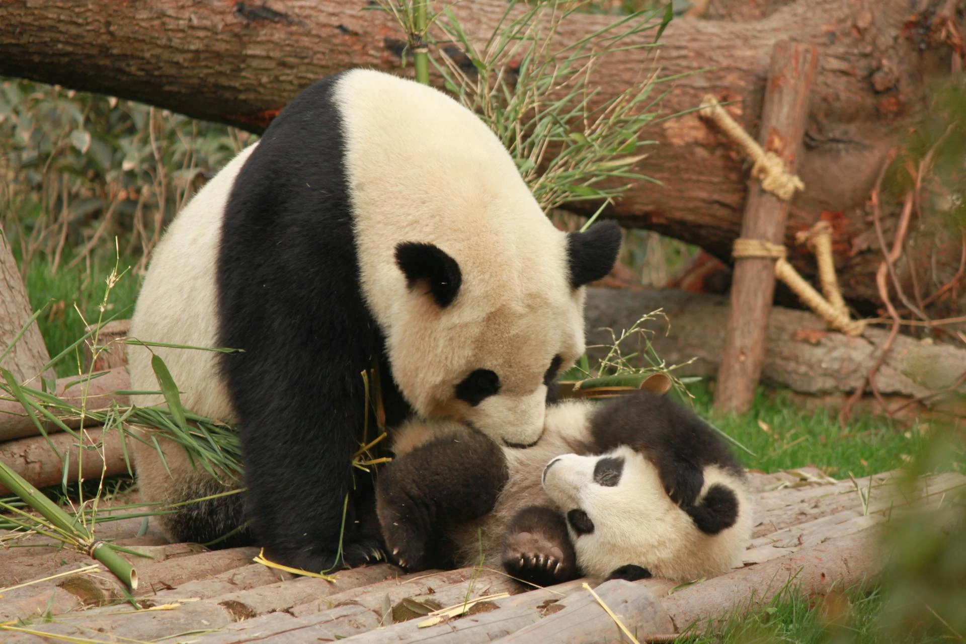 Panda med unge i Kina