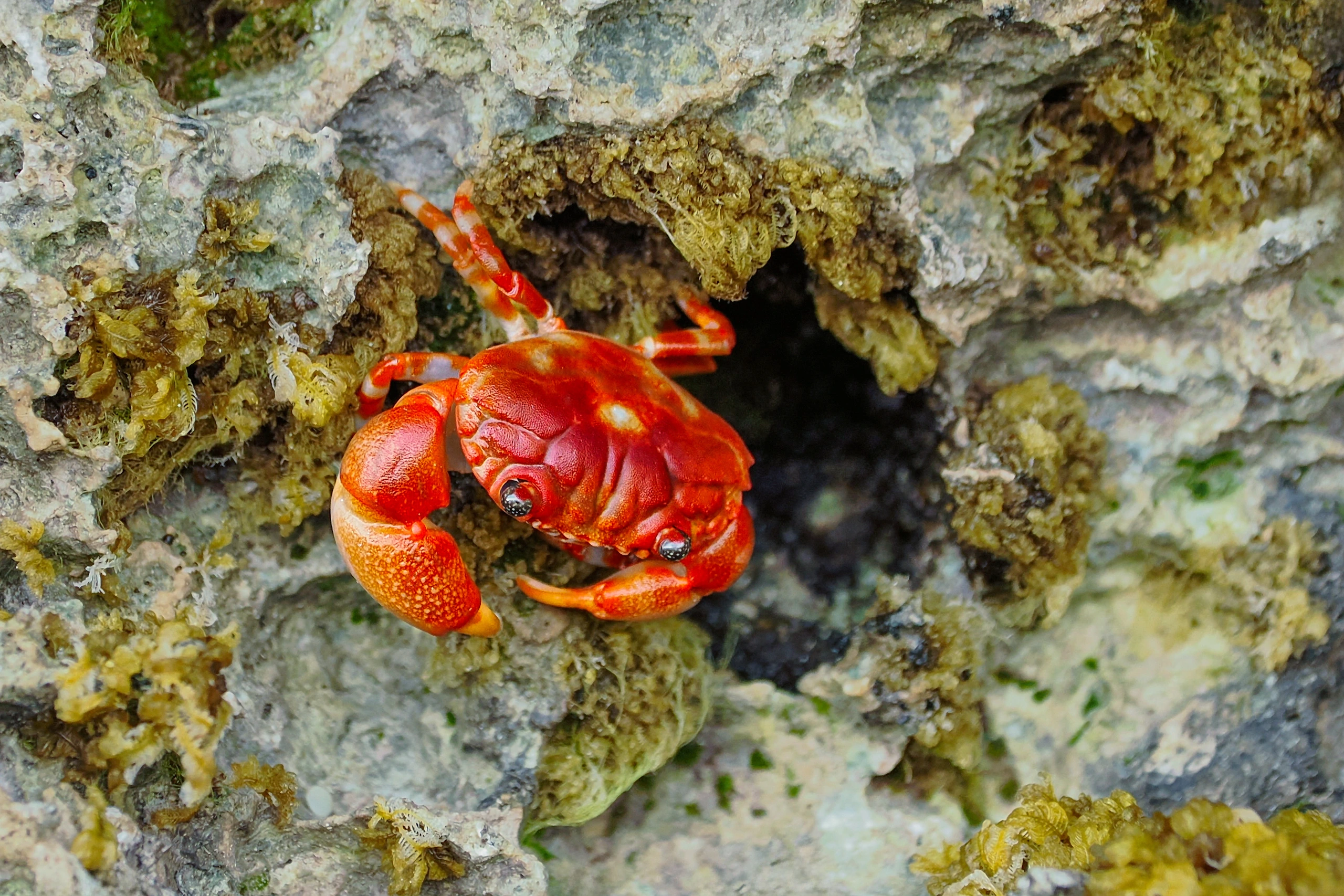 Gecarcoidea natalis, Kokosöarna