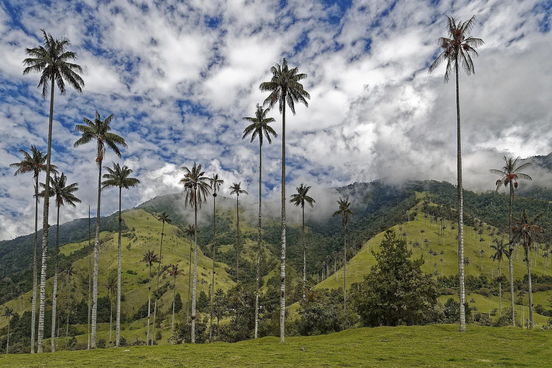 El Bosque De Palmas i Colombia