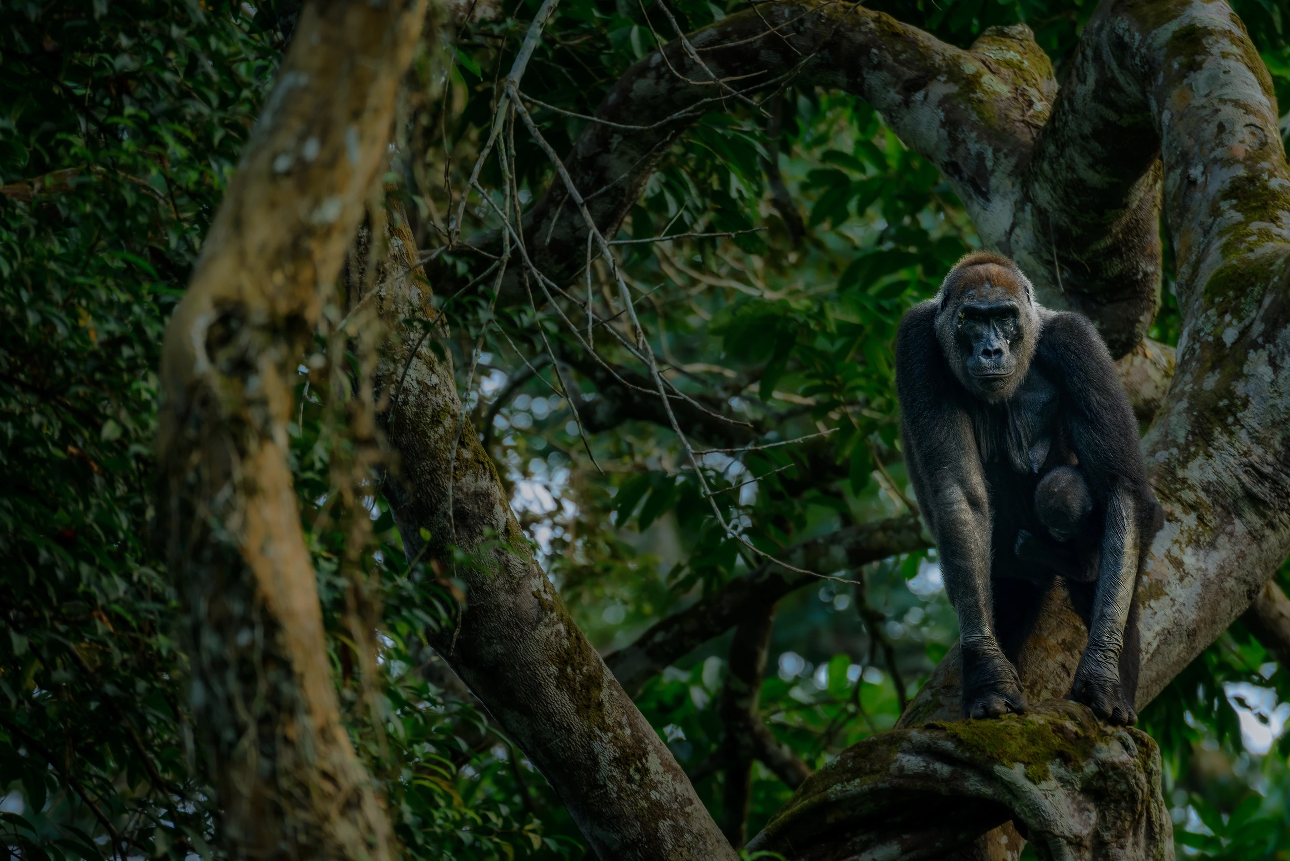 Västlig låglandsgorilla i Odzala-Kokoua NP, Republiken Kongo