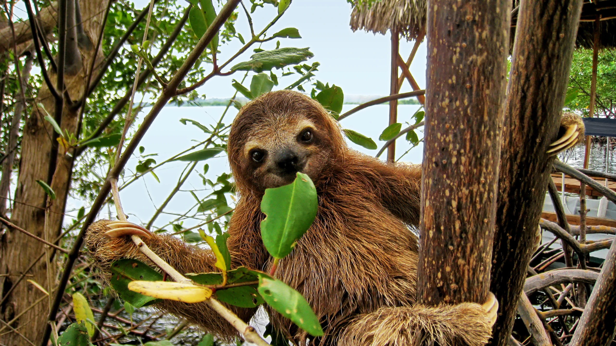Baby sengångare äter mangroveblad, Costa Rica