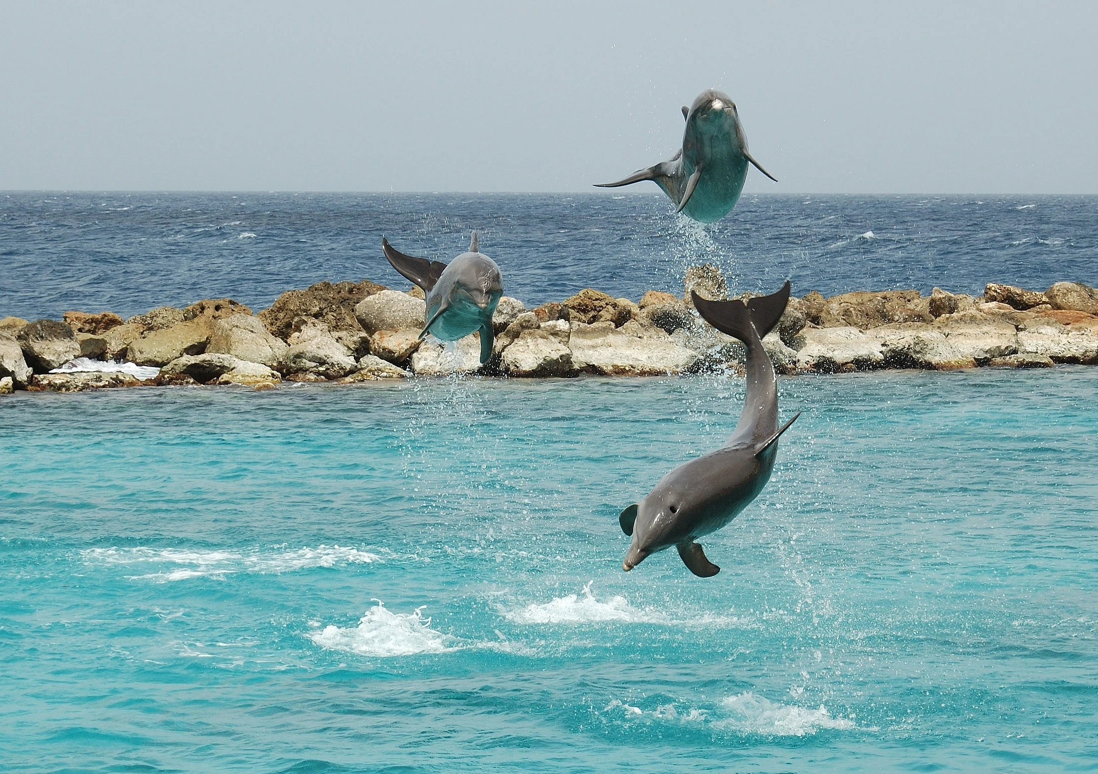 Delfinshow på Curaçao Sea Aquarium