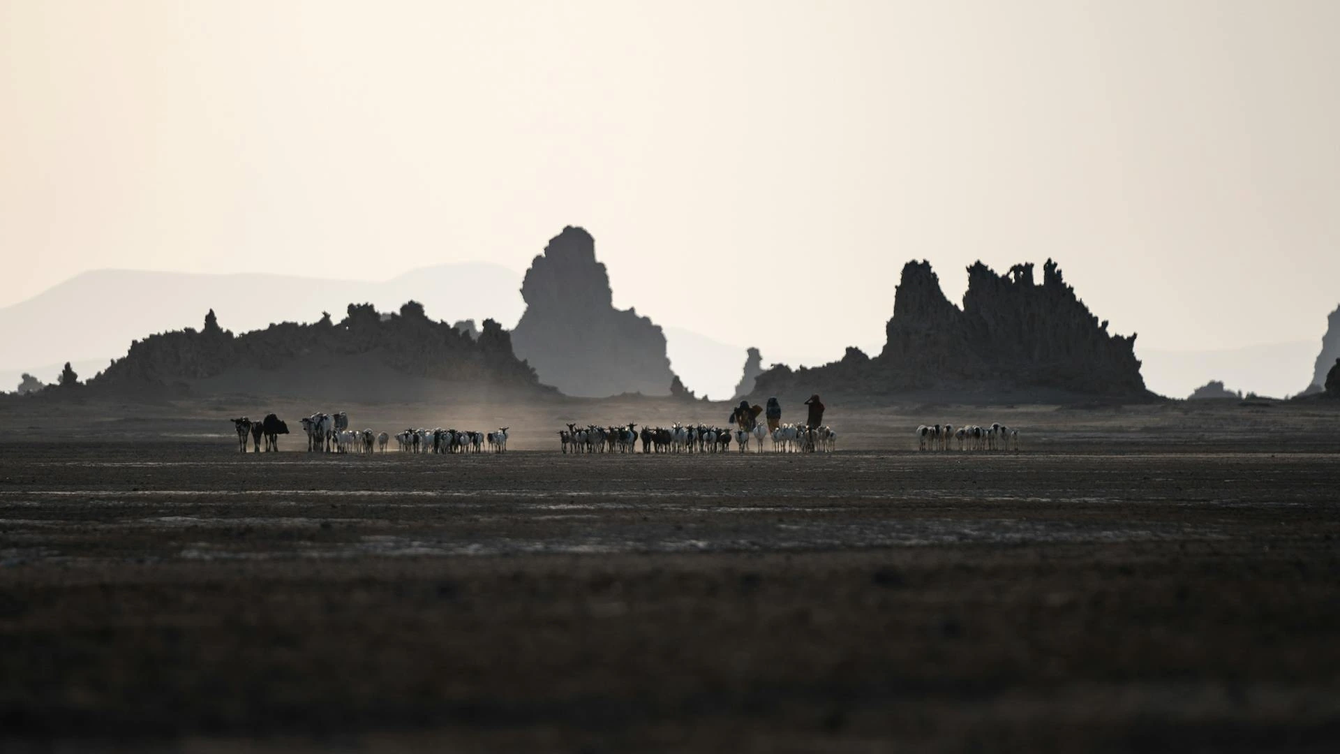 Djur på fält i Djibouti