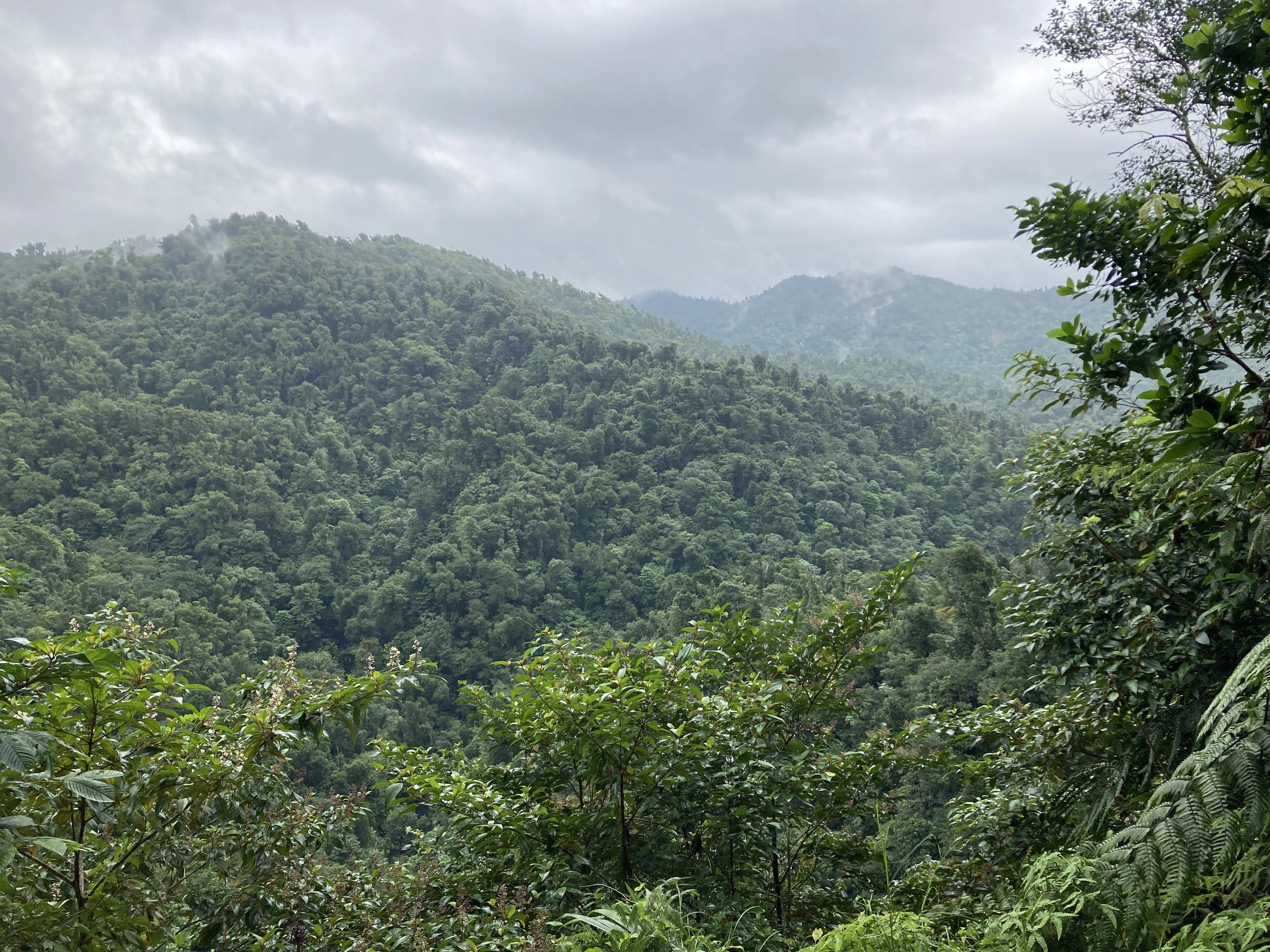Vy över regnskogen i Dominica