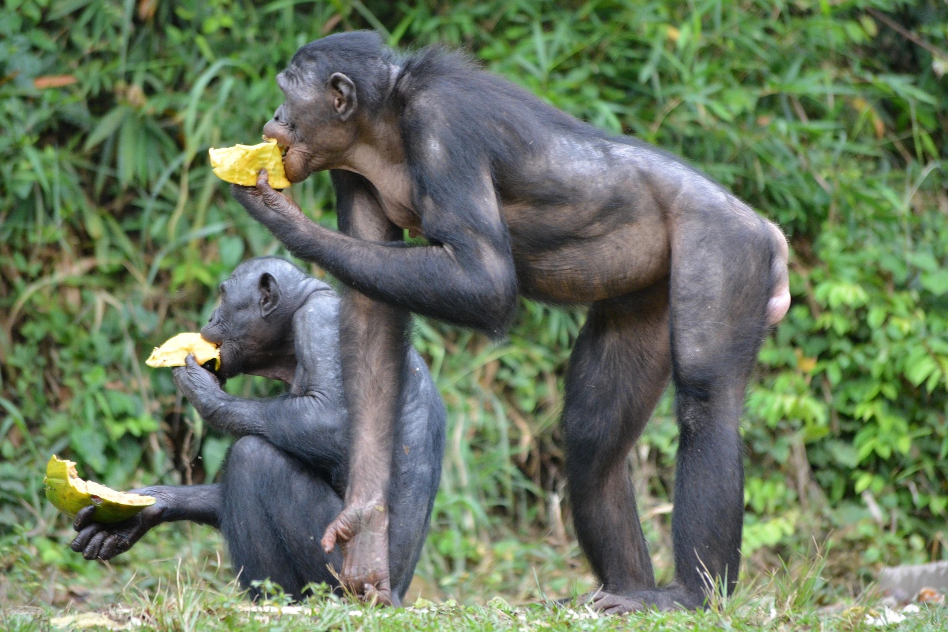Bonobo på Lola Ya Bonobo, Demokratiska republiken Kongo