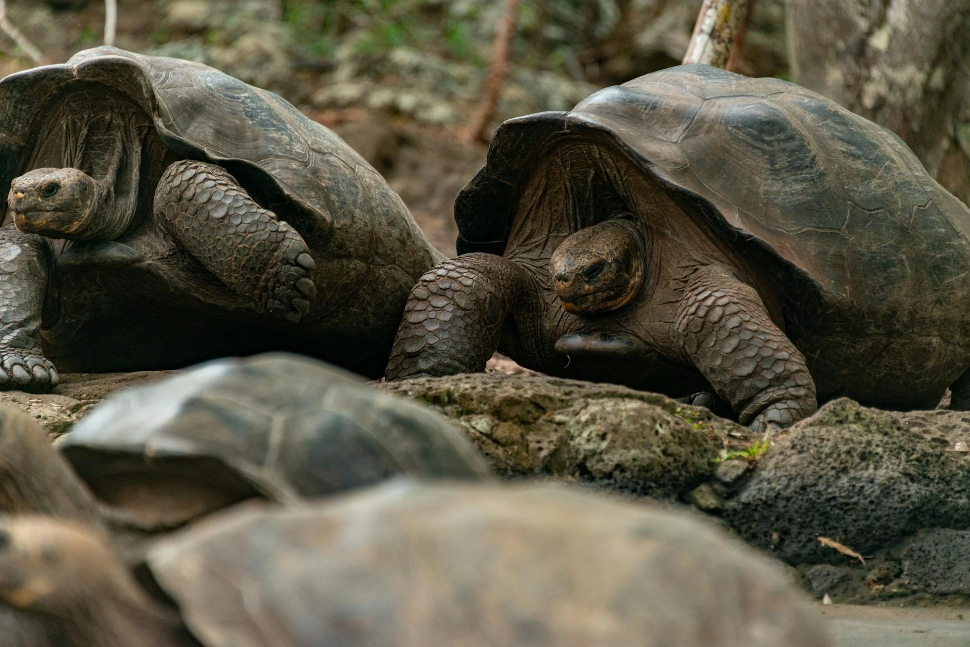 Sköldpaddor i Ecuador