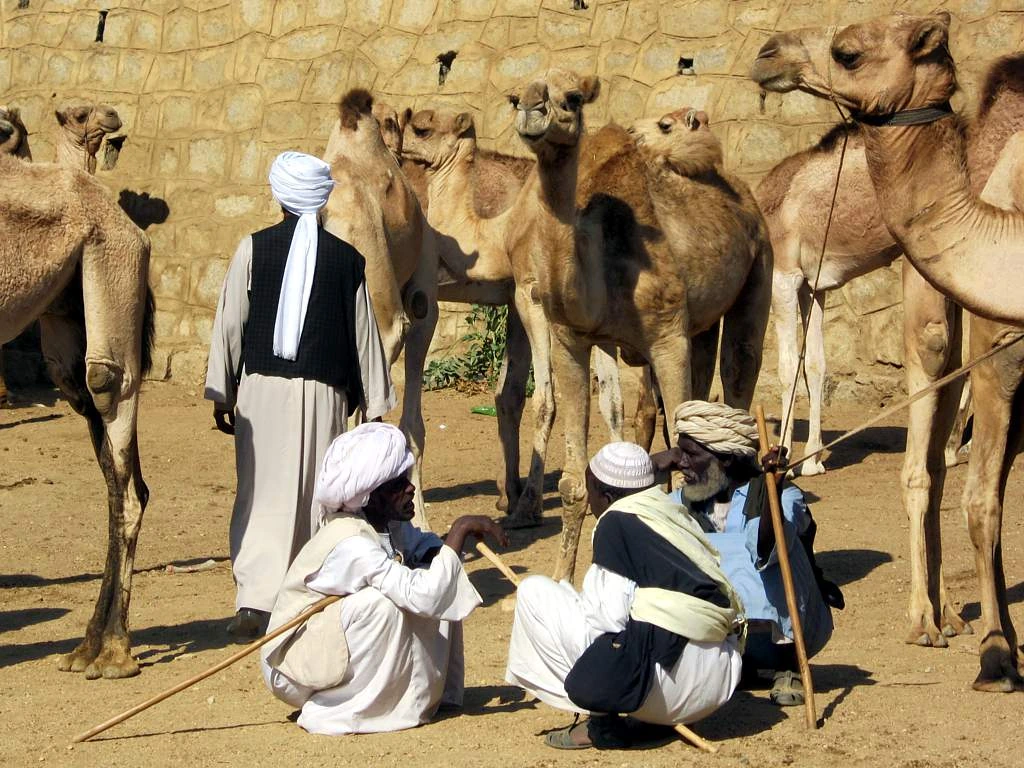 Kamelmarknad i Eritrea