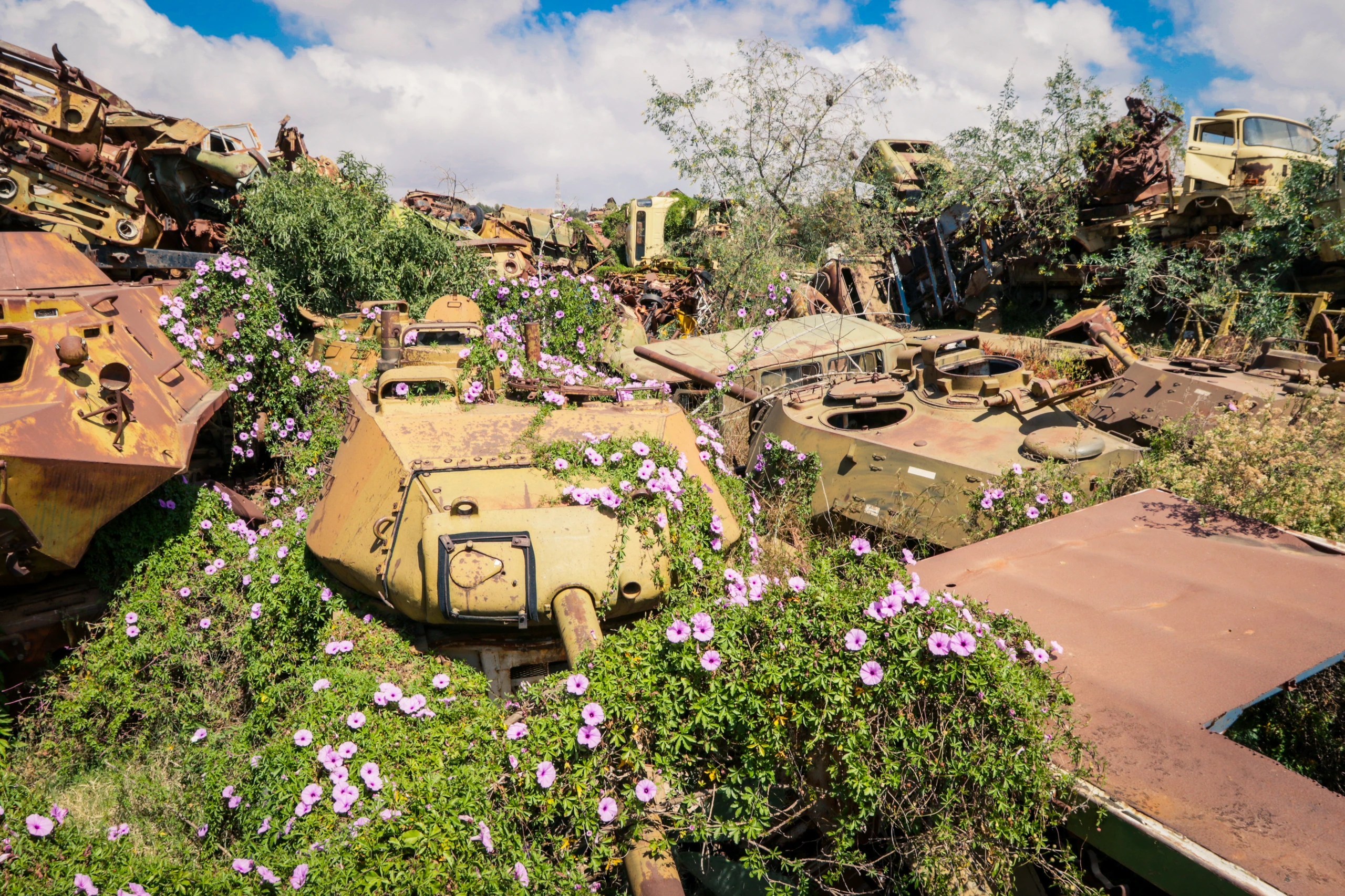 Tankgraveyard i Asmara med kaktusar, Eritrea