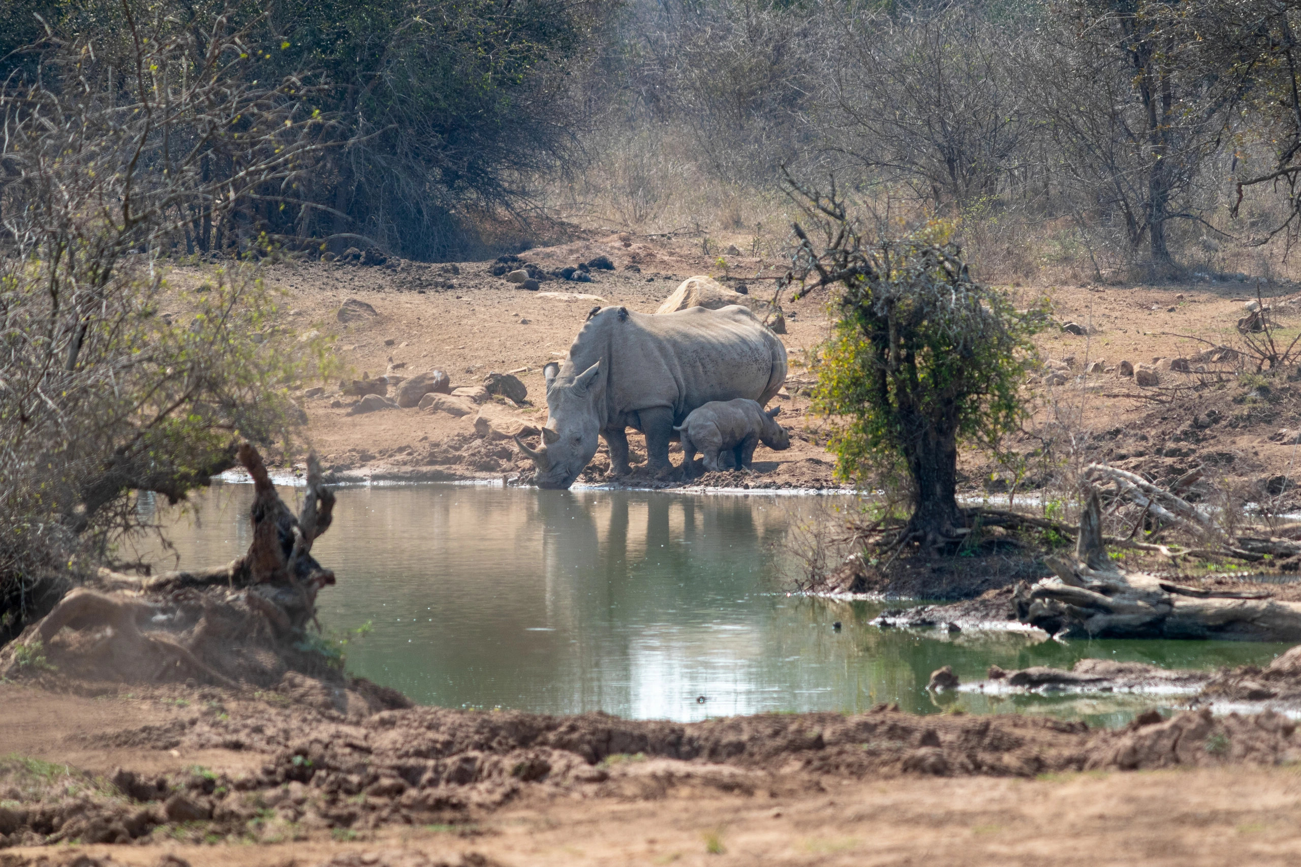 Svarta noshörningar vid vatten, Hlane nationalpark, Eswatini