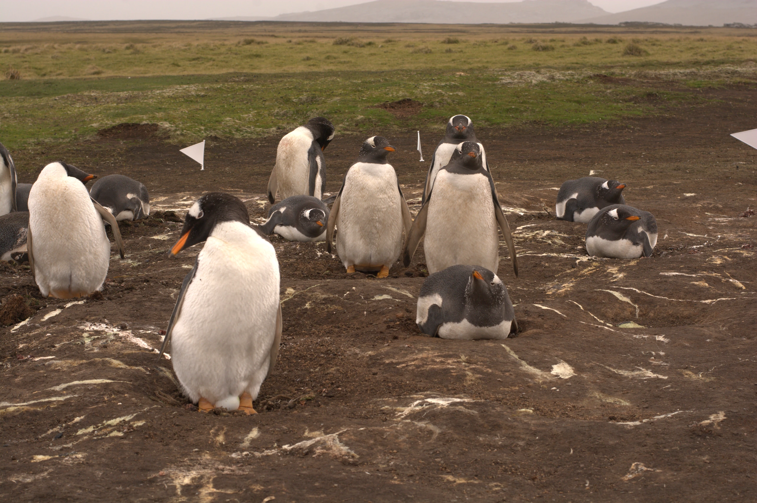 Bluff Cove Lagoon, Falklandsöarna