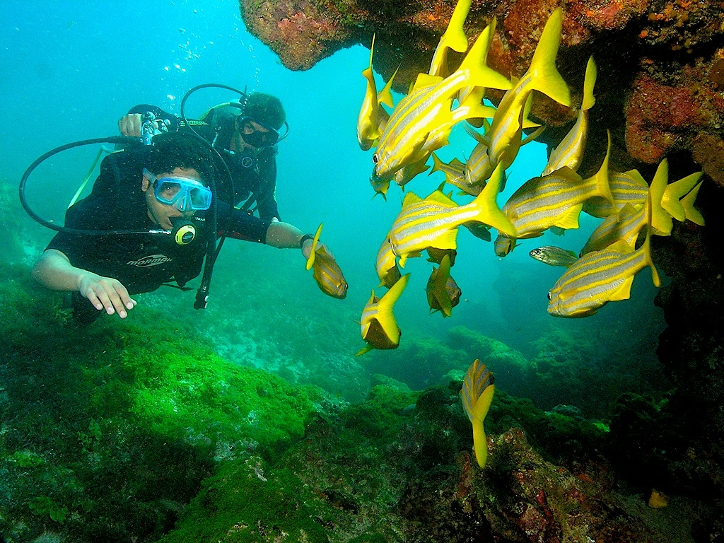 Dykning vid Fernando de Noronha