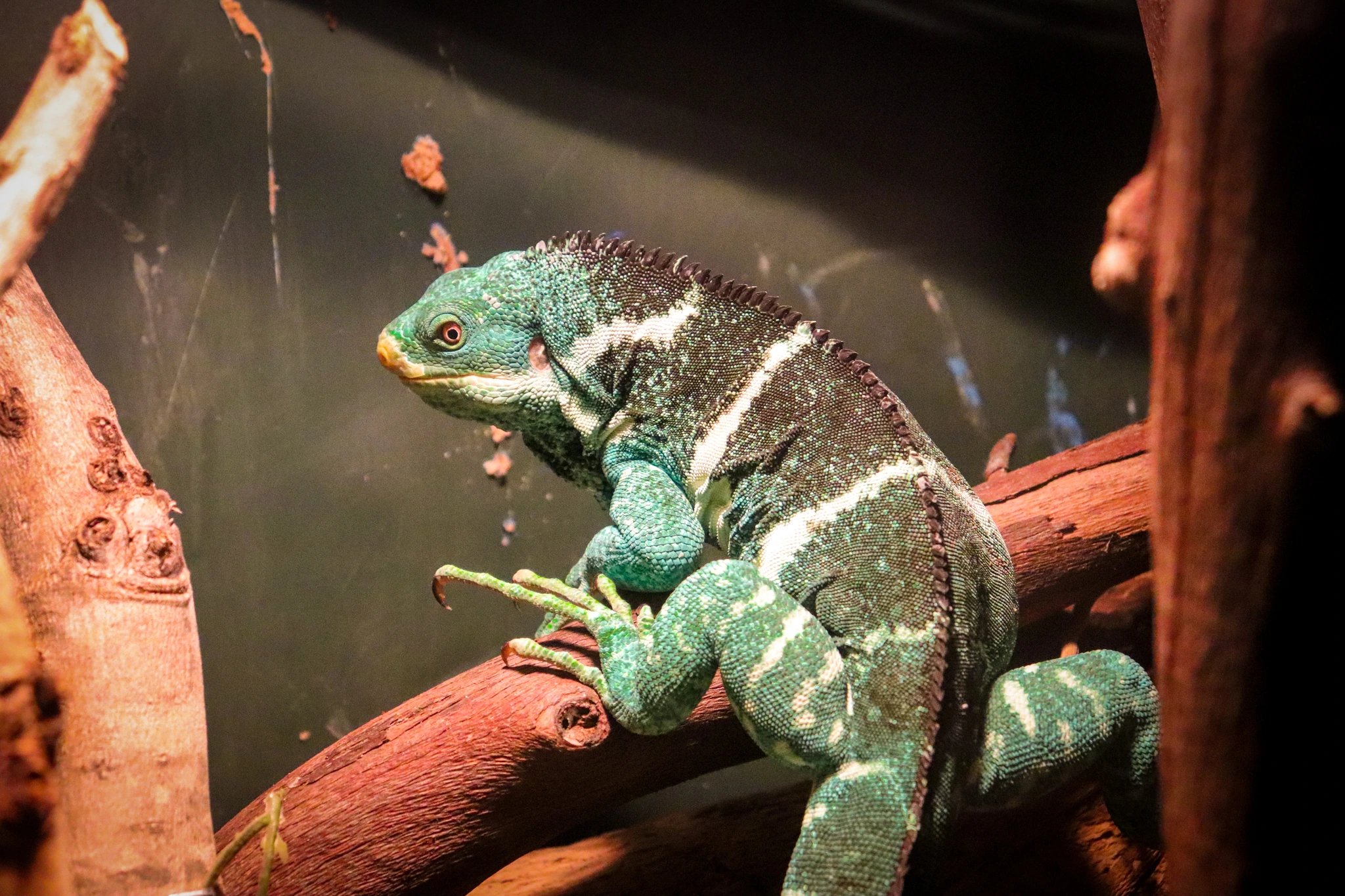 Fijiansk krökt leguan på Wildlife HQ, Fiji
