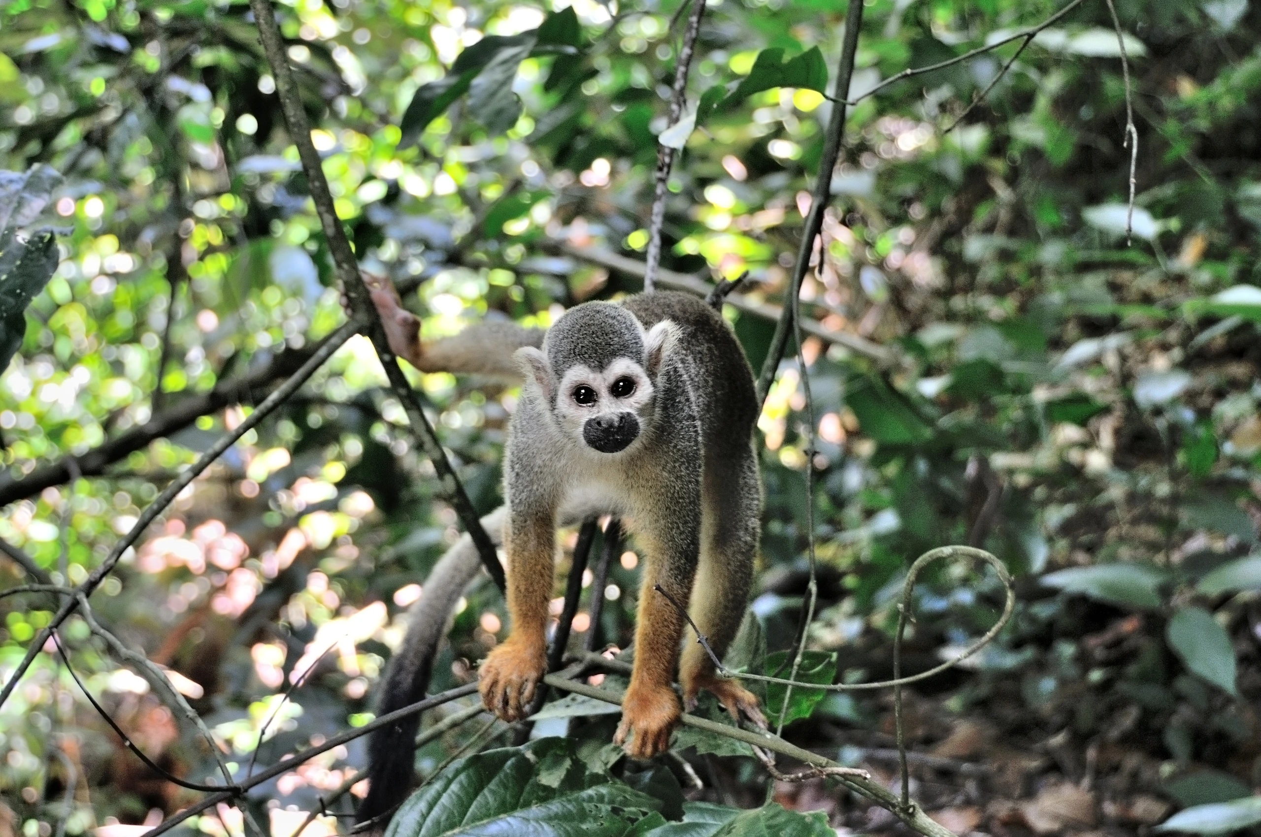 Ilet la Mère, Franska Guyana
