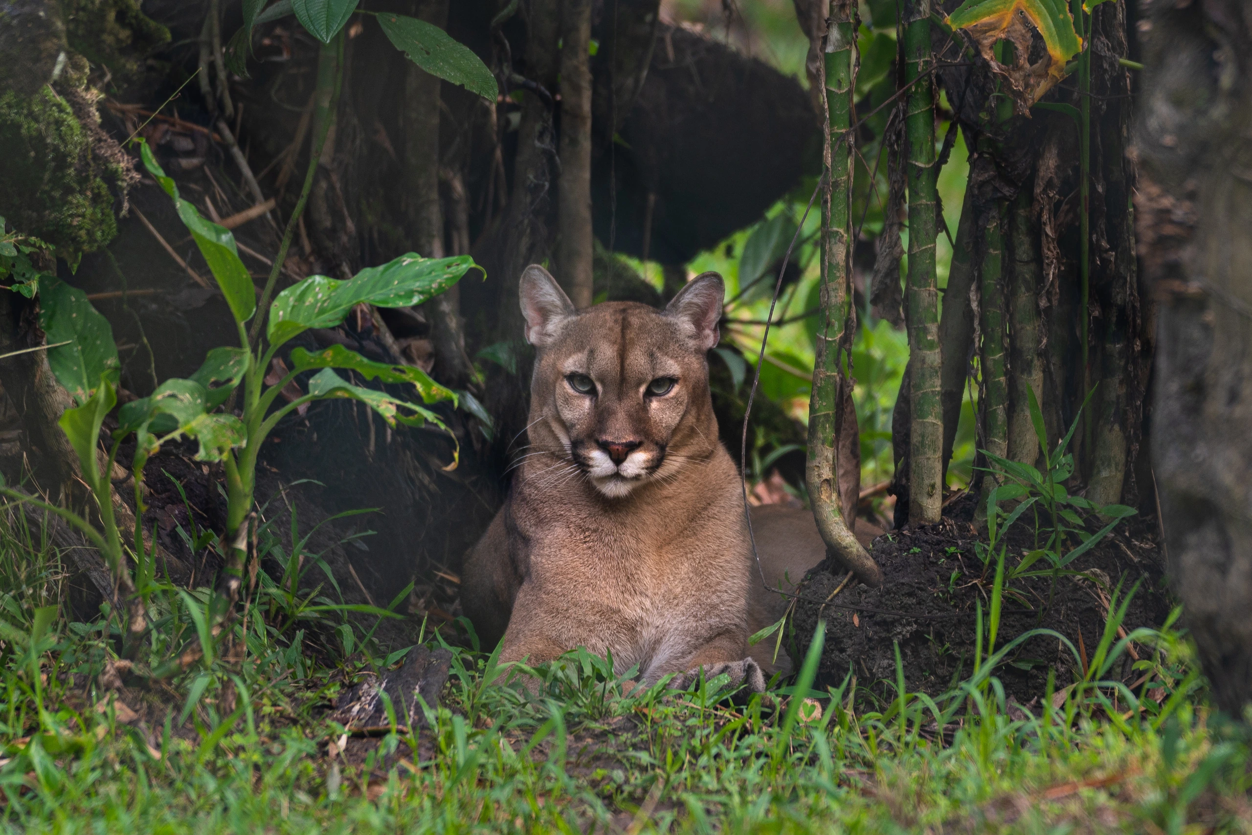 Puma du Zoo-refuge i Franska Guyana