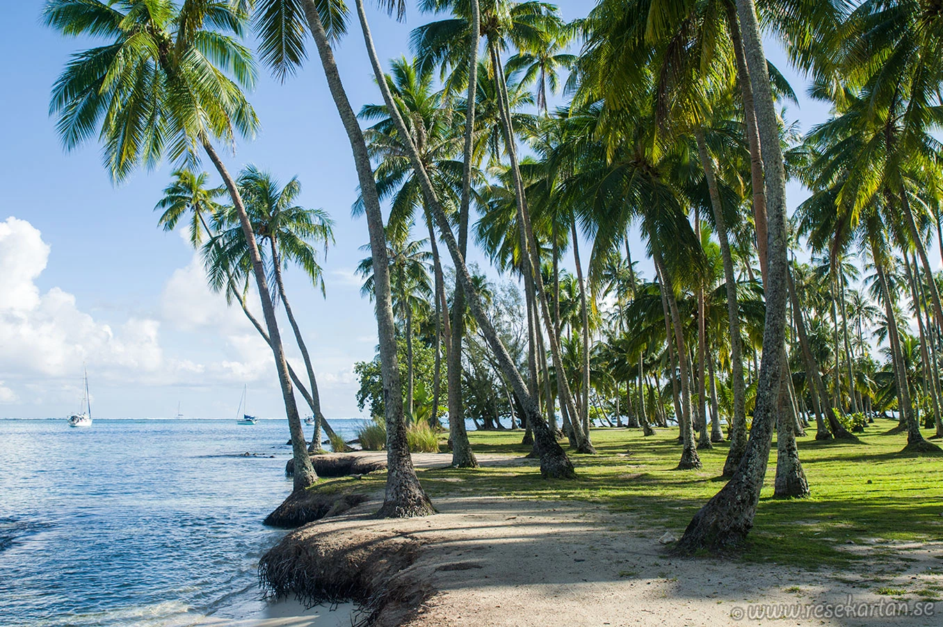Ta'ahiamanu Beach på Moorea, Franska Polynesien