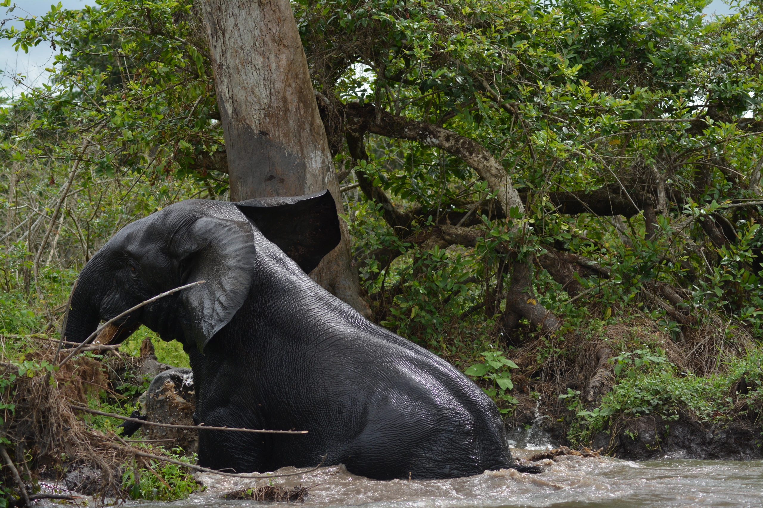 Skogselefant vid flodövergång i Gabon
