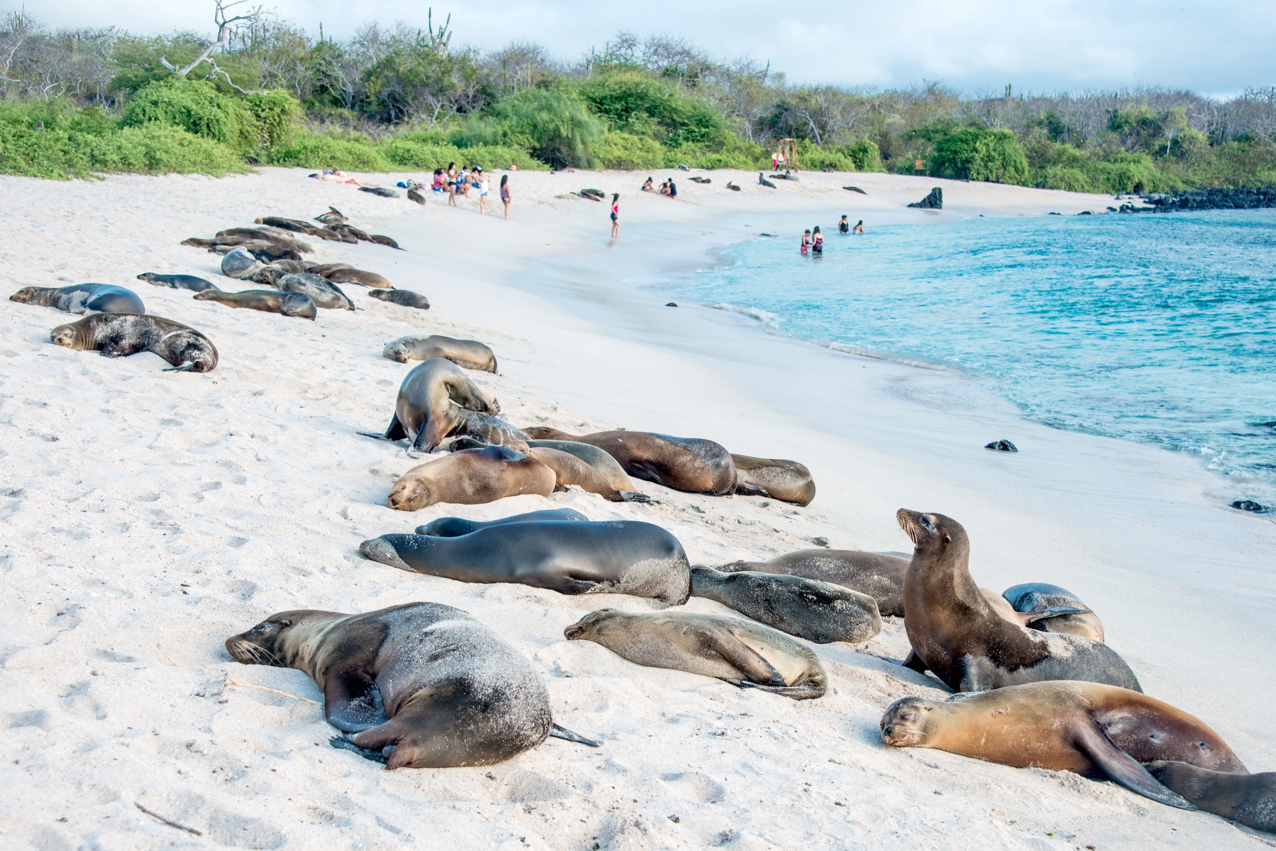 Sjölejon som vilar i solen, Galápagos, Galápagosöarna