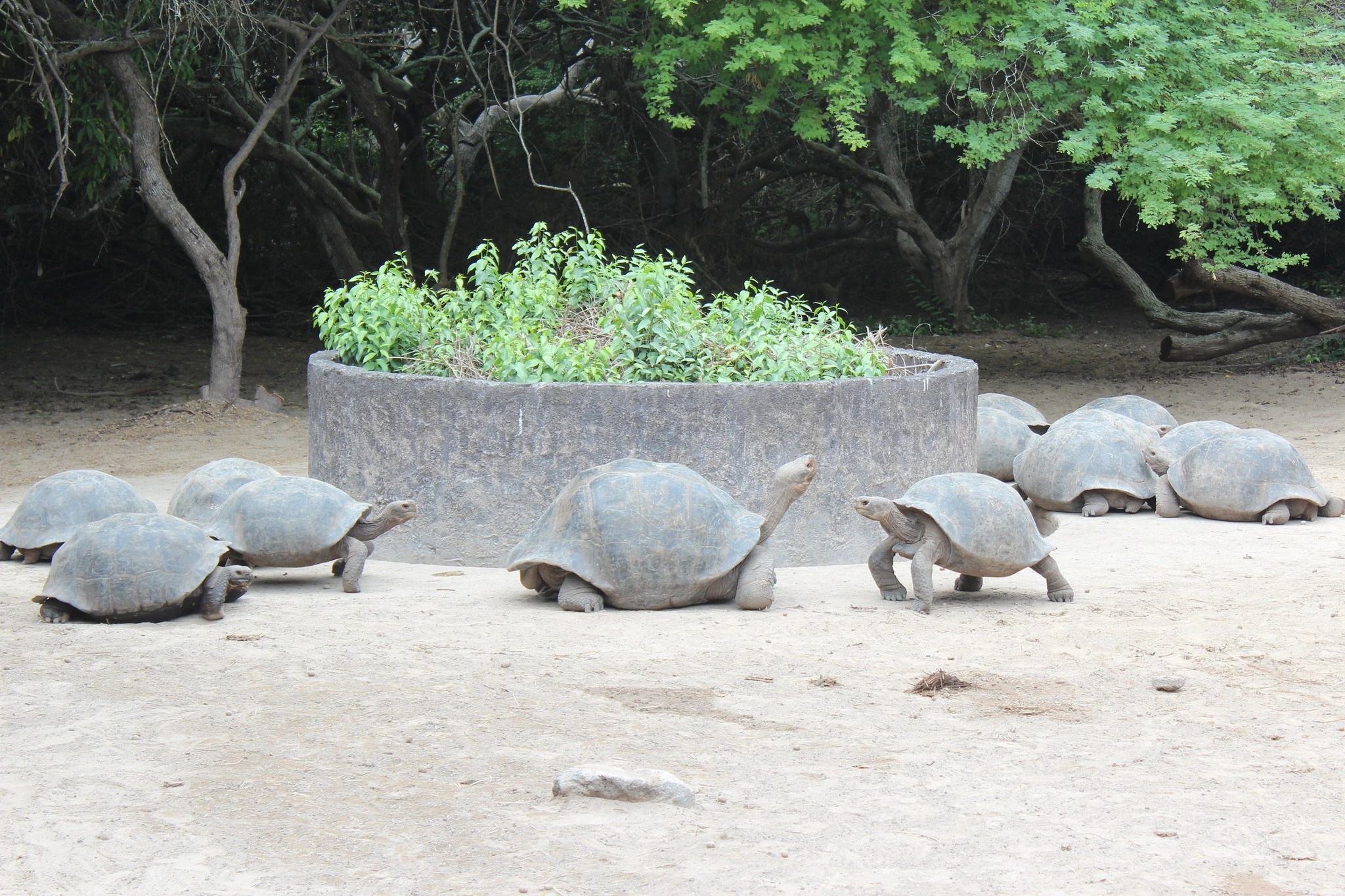 Tortugas, Galápagosöarna