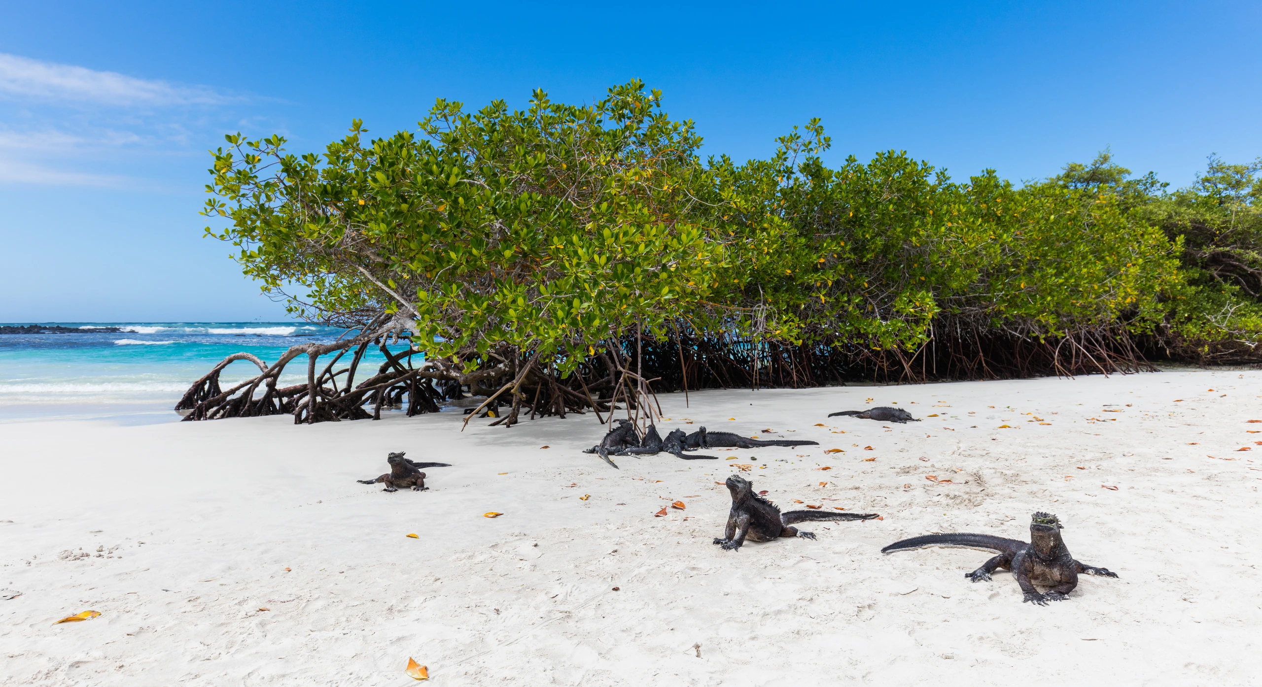 Iguanas marinas på Bahía Tortuga, Santa Cruz, Galápagosöarna