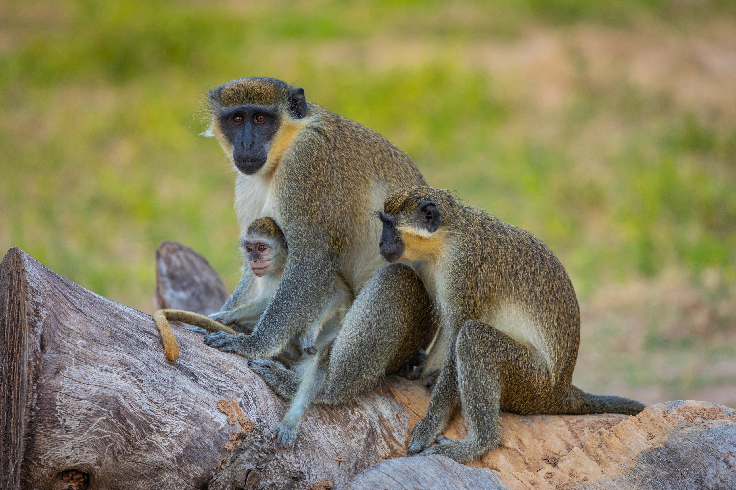 Djungel i Bijilo National Park, Gambia