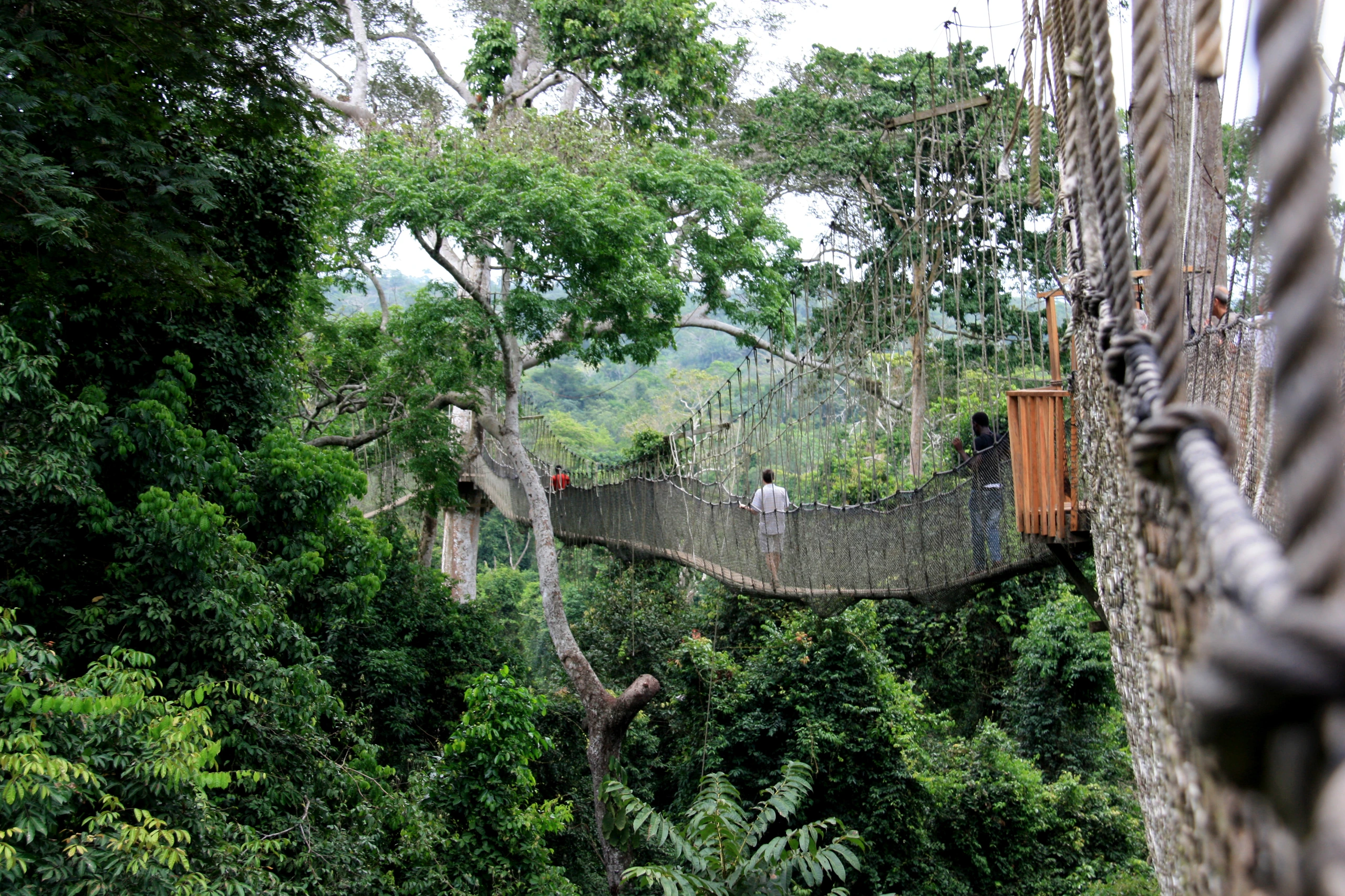 Repbroar i Kakum National Park, Ghana